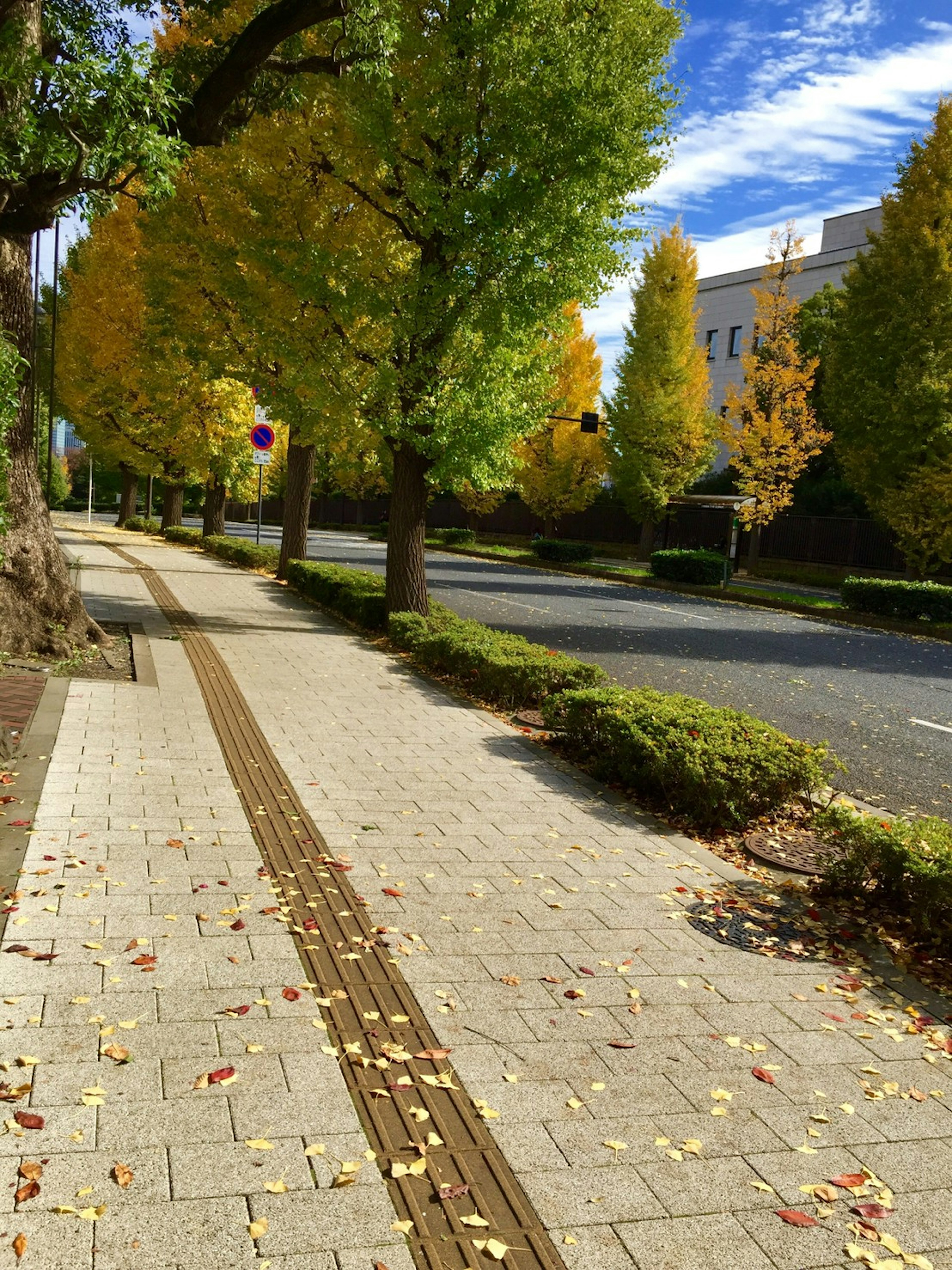 Schöne Herbstlandschaft mit gelben Bäumen entlang eines Gehwegs unter einem blauen Himmel