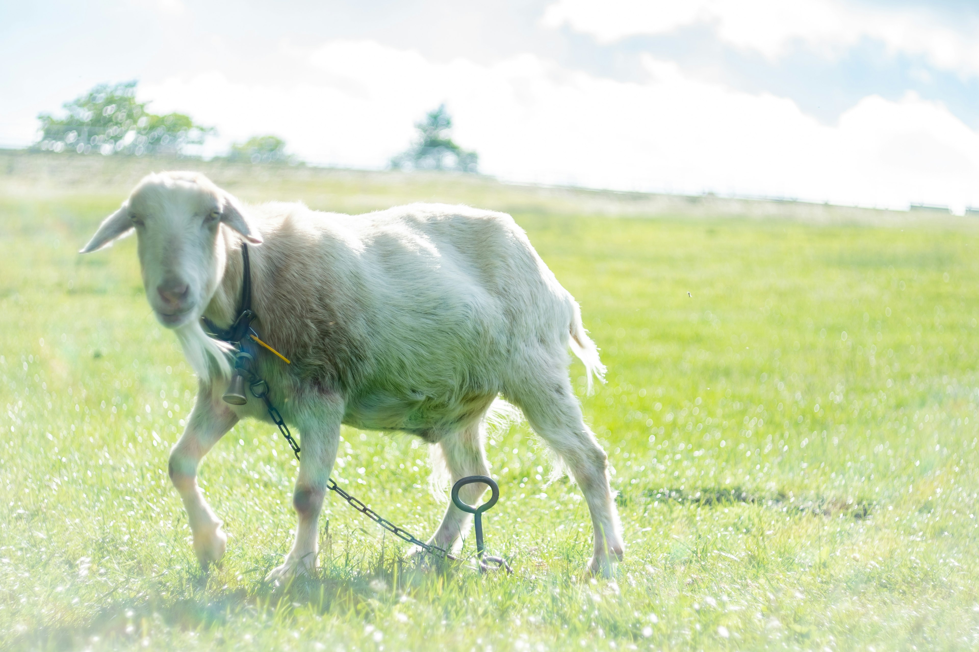 Ein Zicklein, das in einem grasbewachsenen Feld mit einer Leine geht