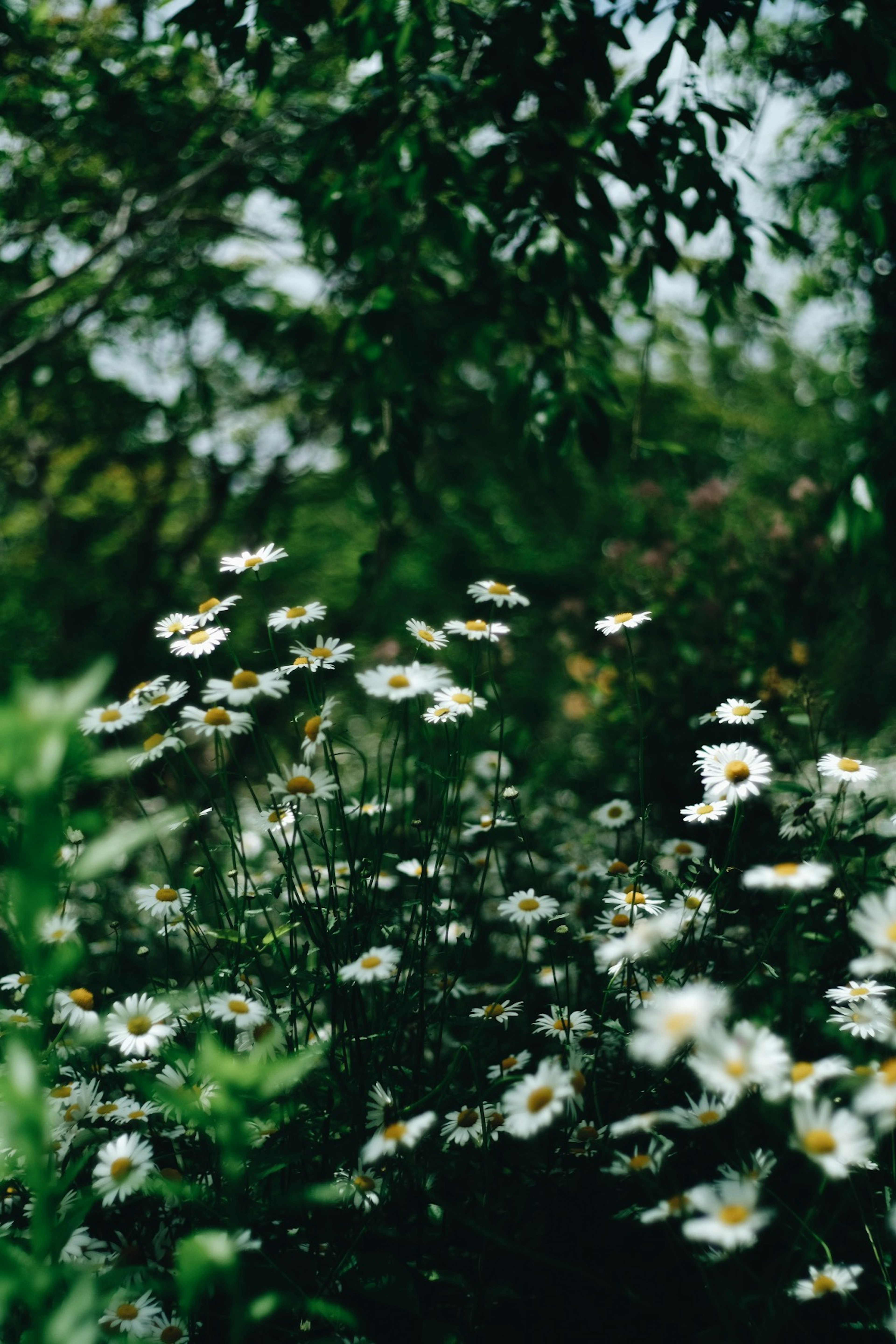 Une scène de jardin luxuriant remplie de fleurs blanches en fleurs