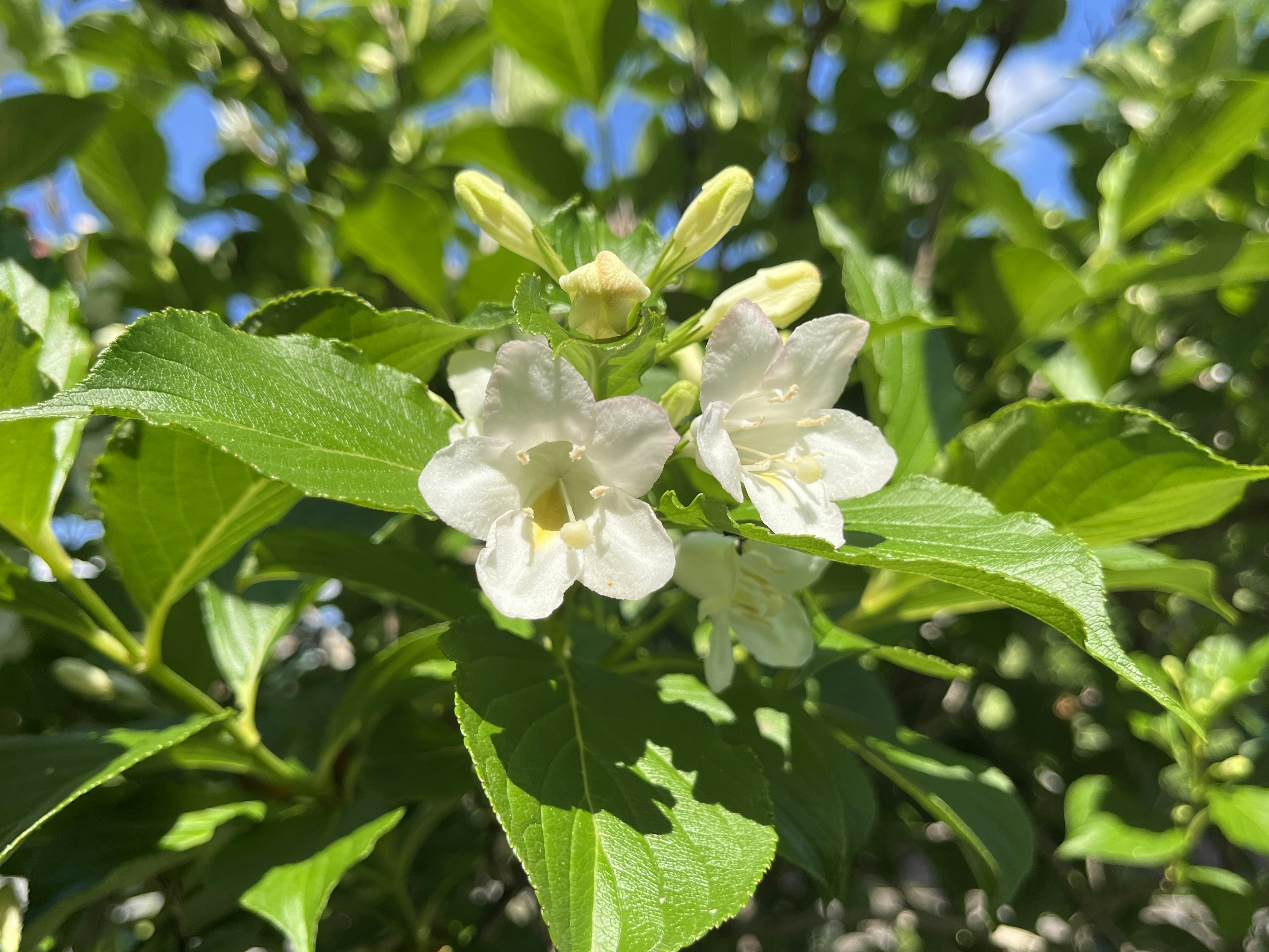 白い花と緑の葉が映える植物のクローズアップ