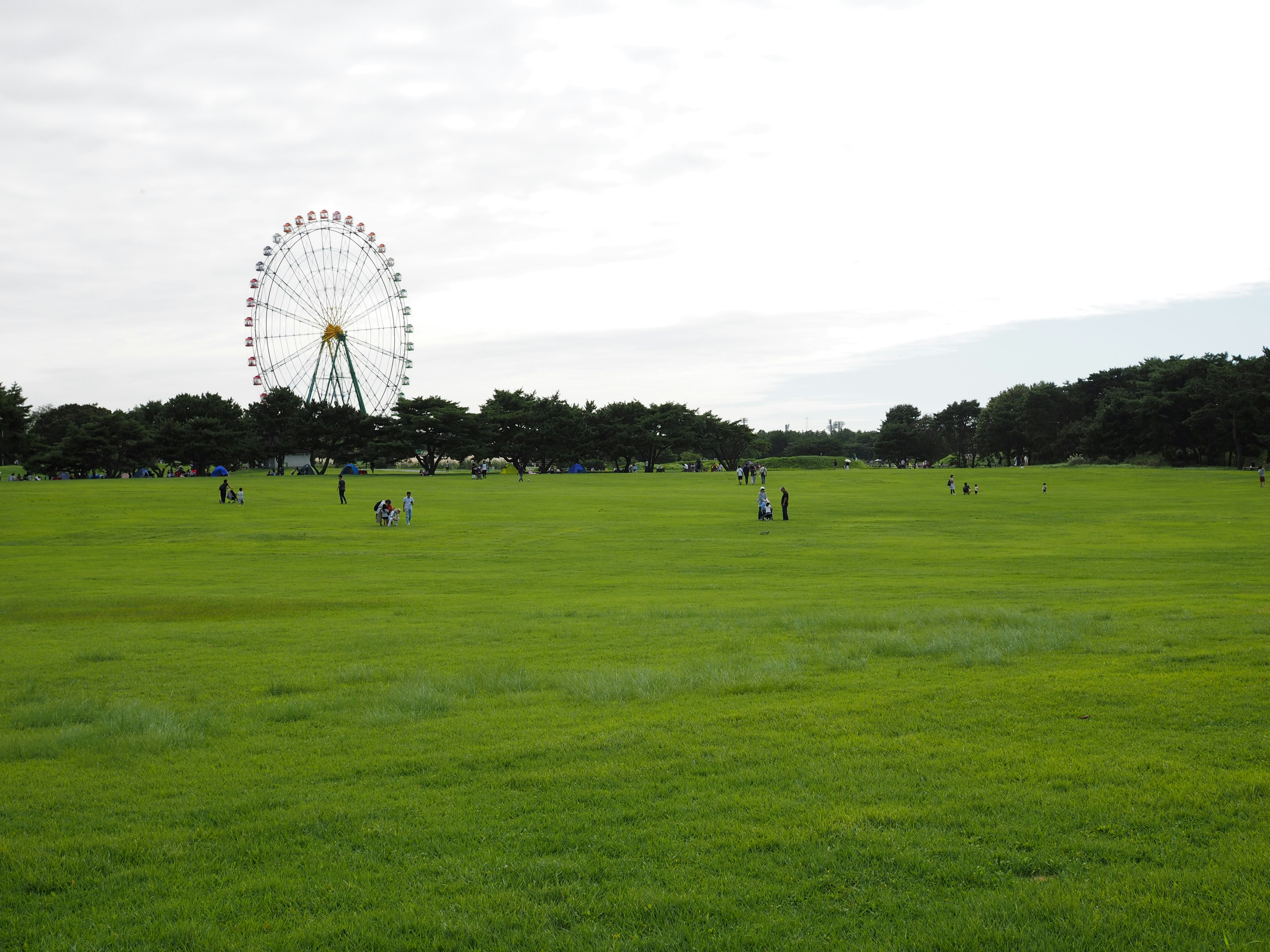 Une grande roue visible dans un vaste parc vert