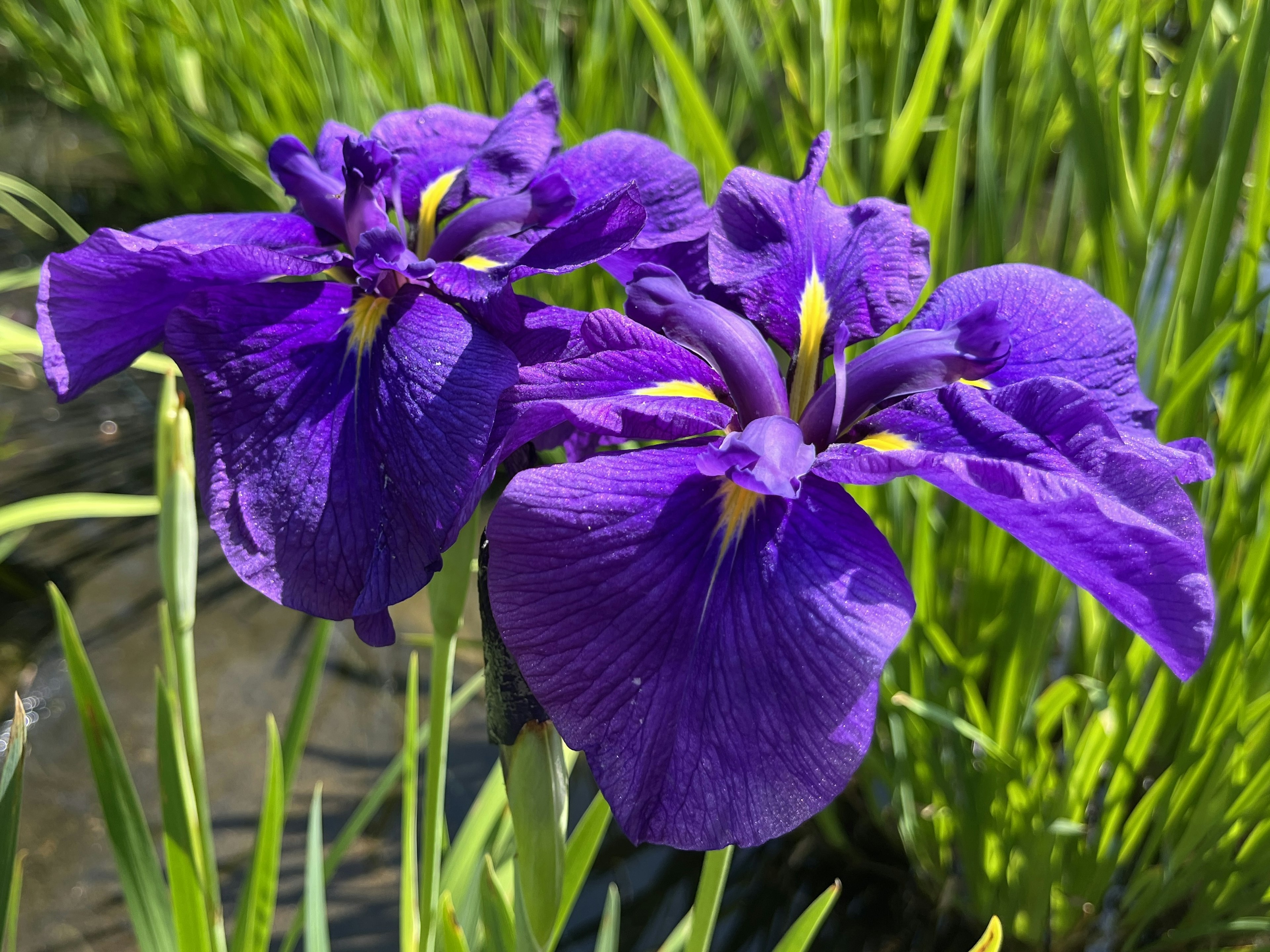 Fiori di iris viola vibranti che fioriscono tra l'erba verde