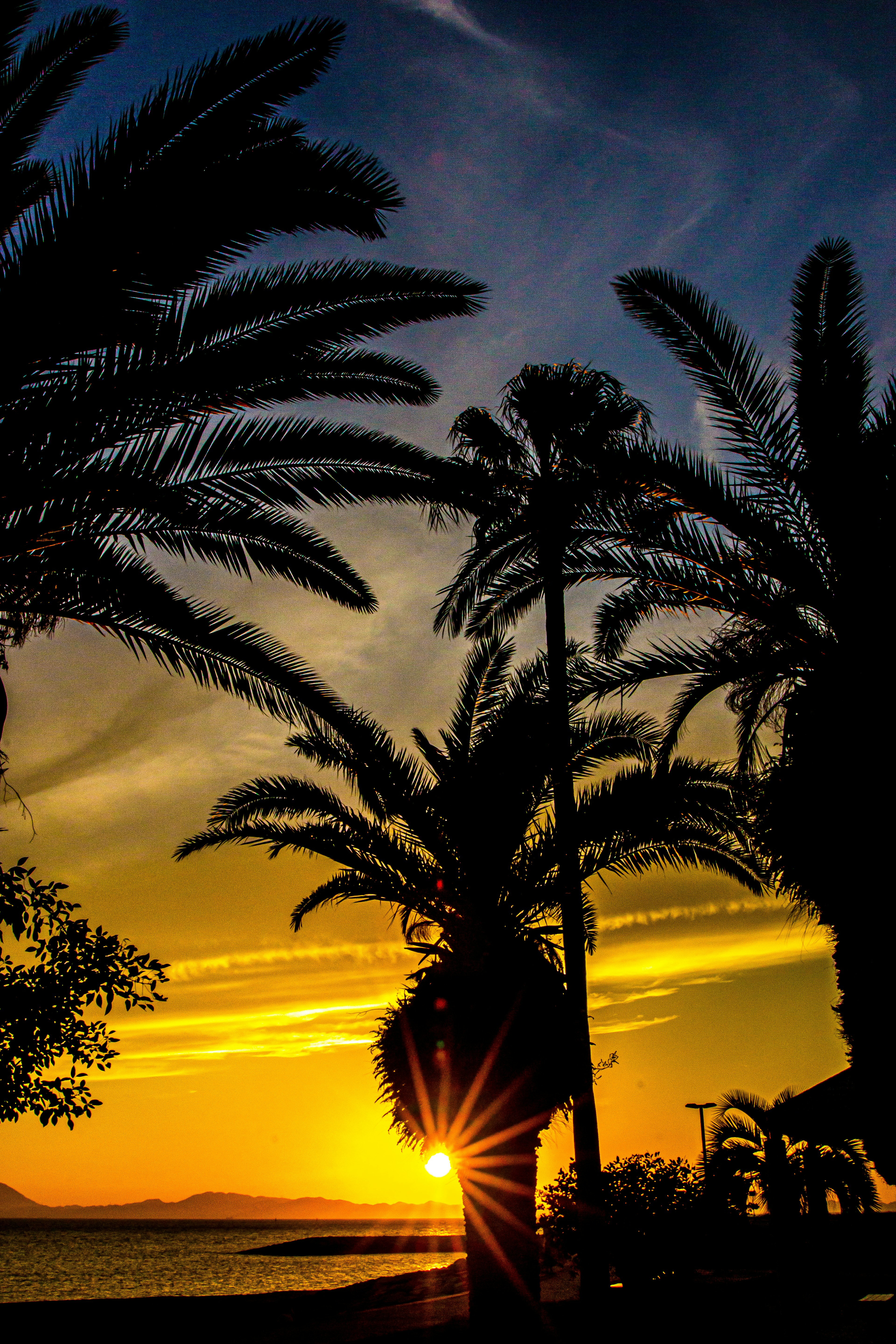 Silhouette of palm trees against a vibrant sunset and colorful sky