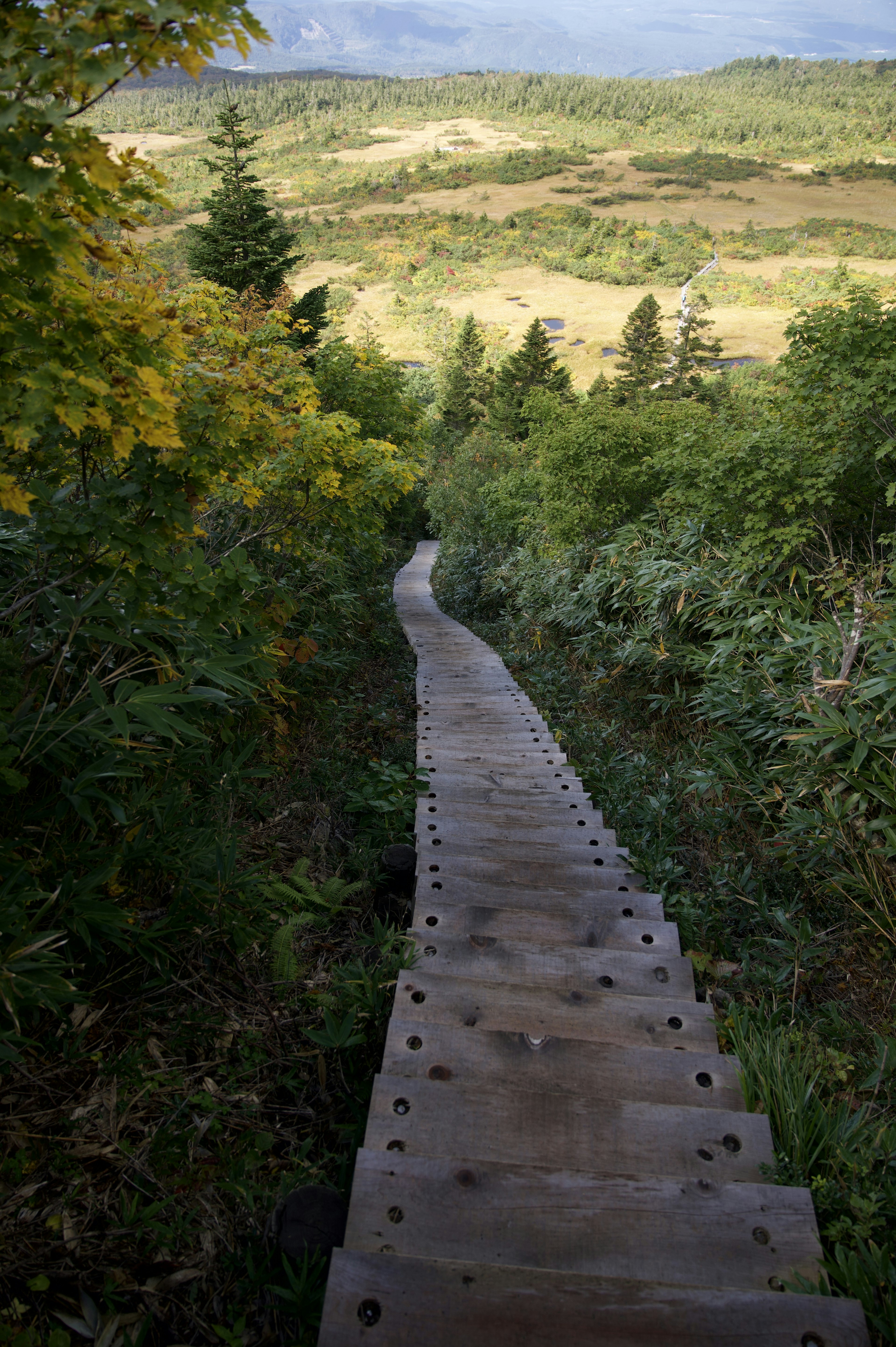 緑豊かな自然の中に続く木製の階段と遠くの風景