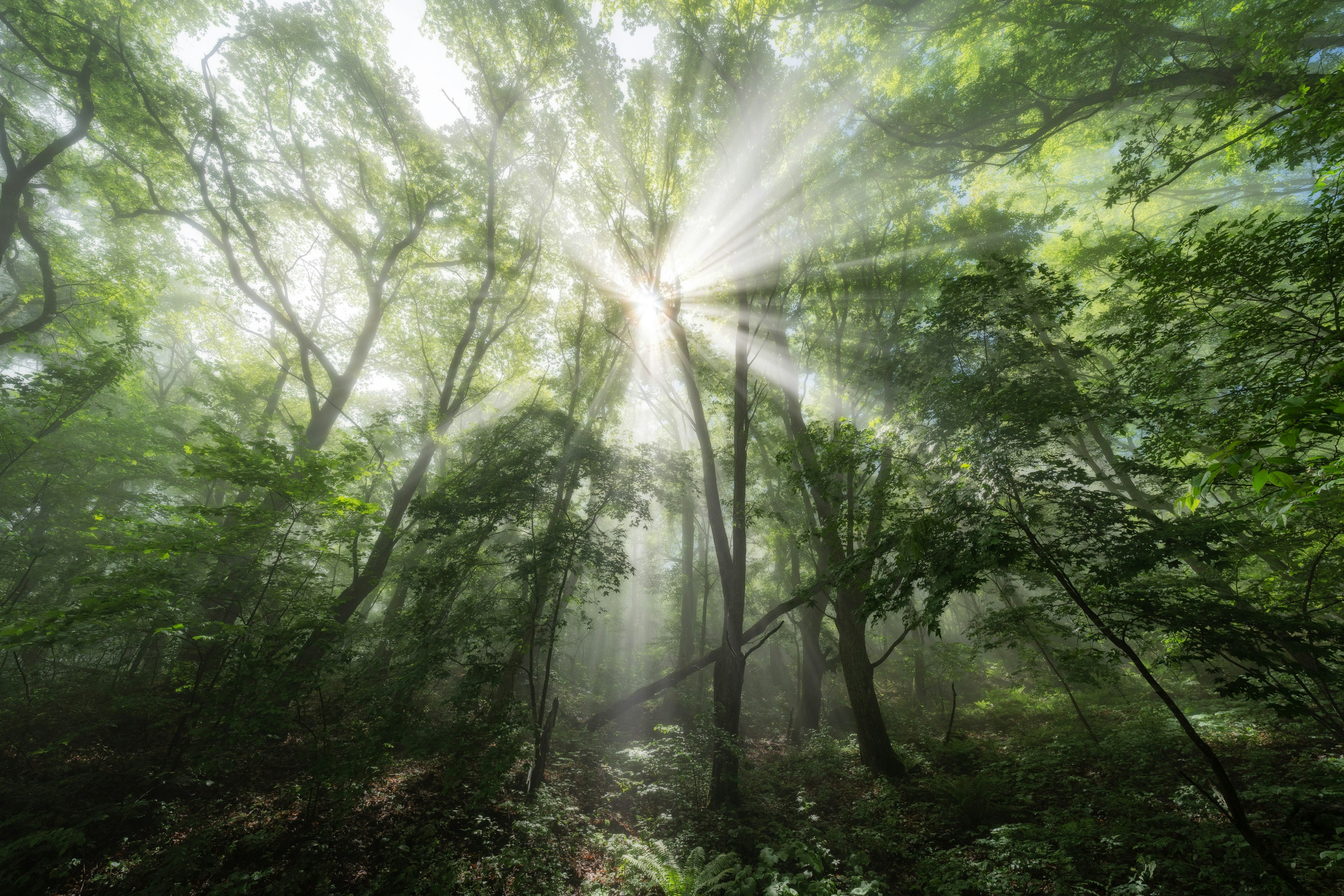 Rayos de luz brillando a través de un bosque brumoso rodeado de hojas verdes