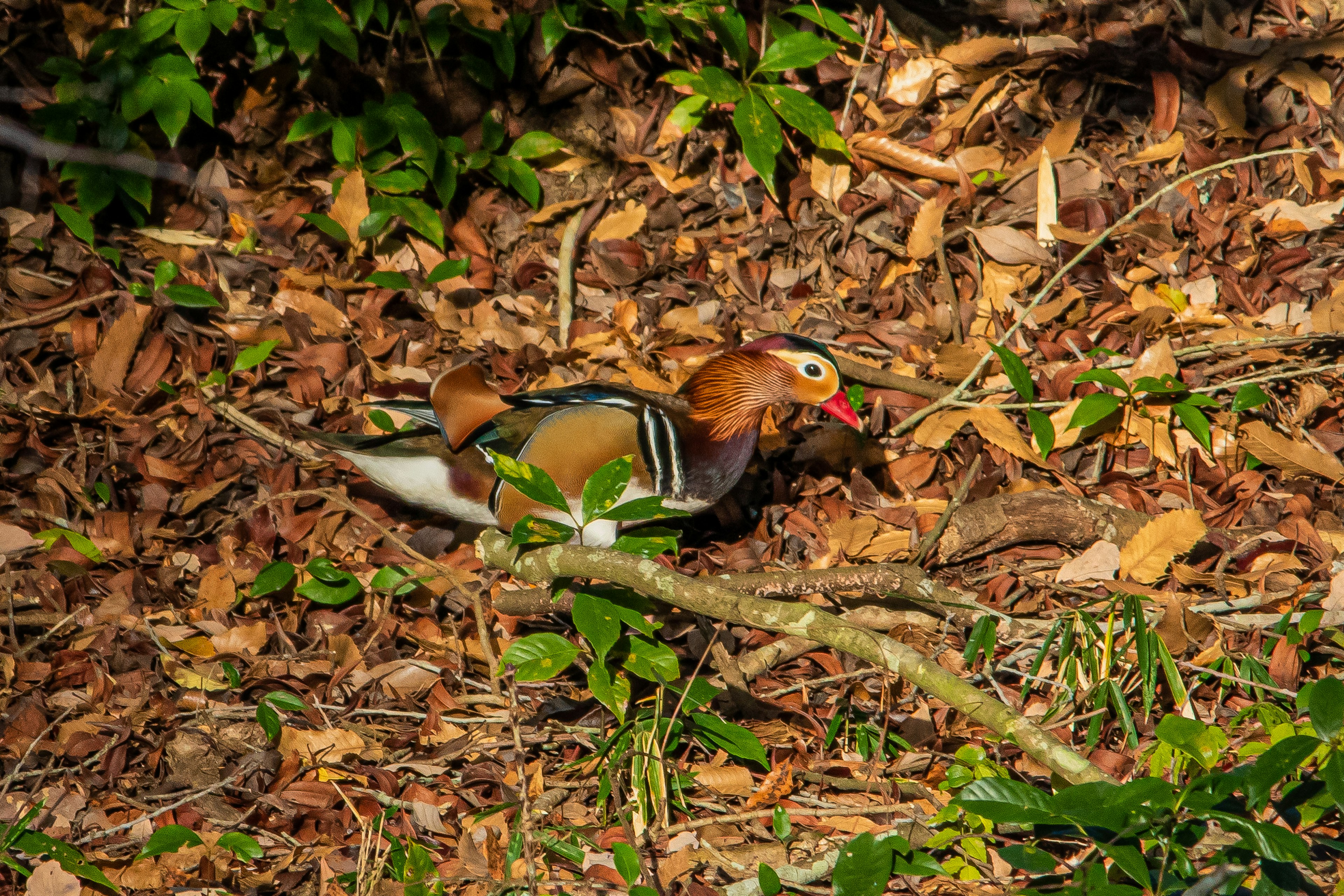 Mandarin duck on fallen leaves featuring vibrant plumage and red bill