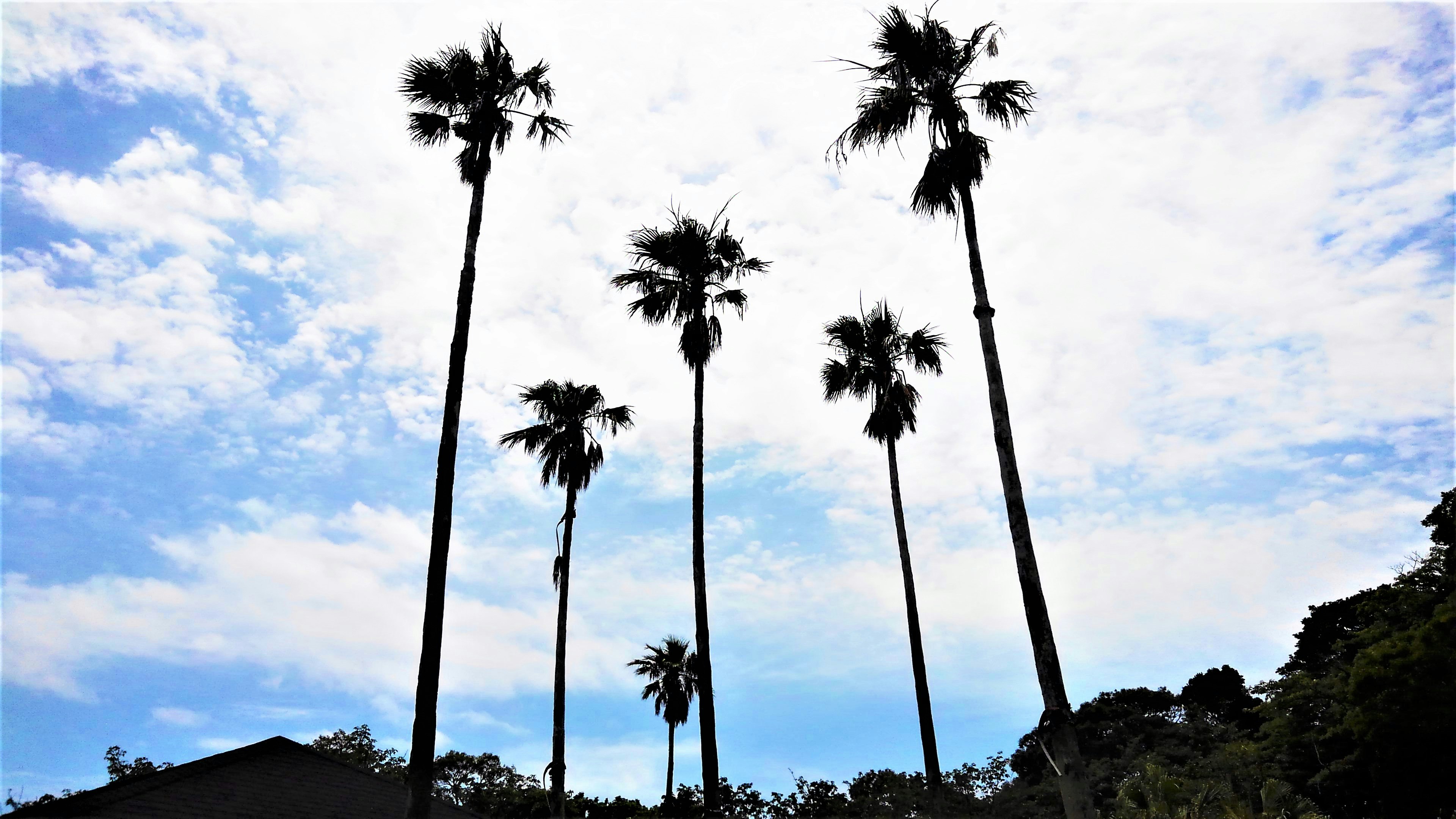 Silhouette of tall palm trees against a blue sky