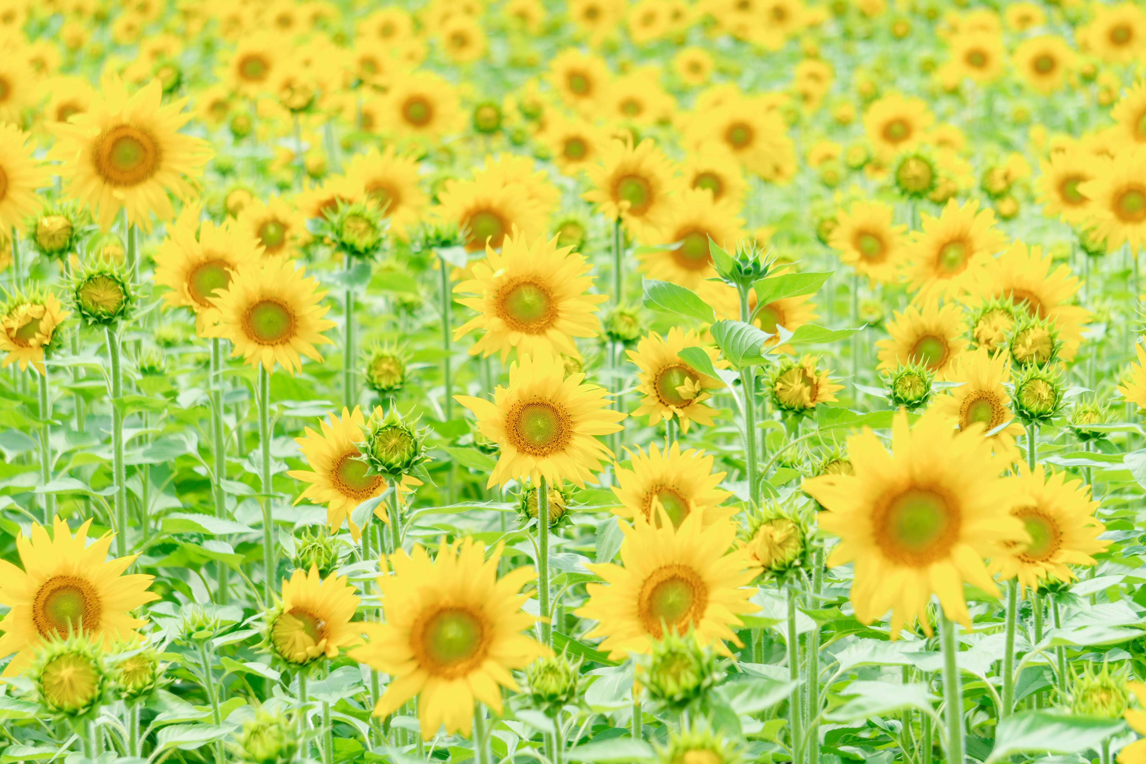 Vast sunflower field with bright yellow flowers and green leaves