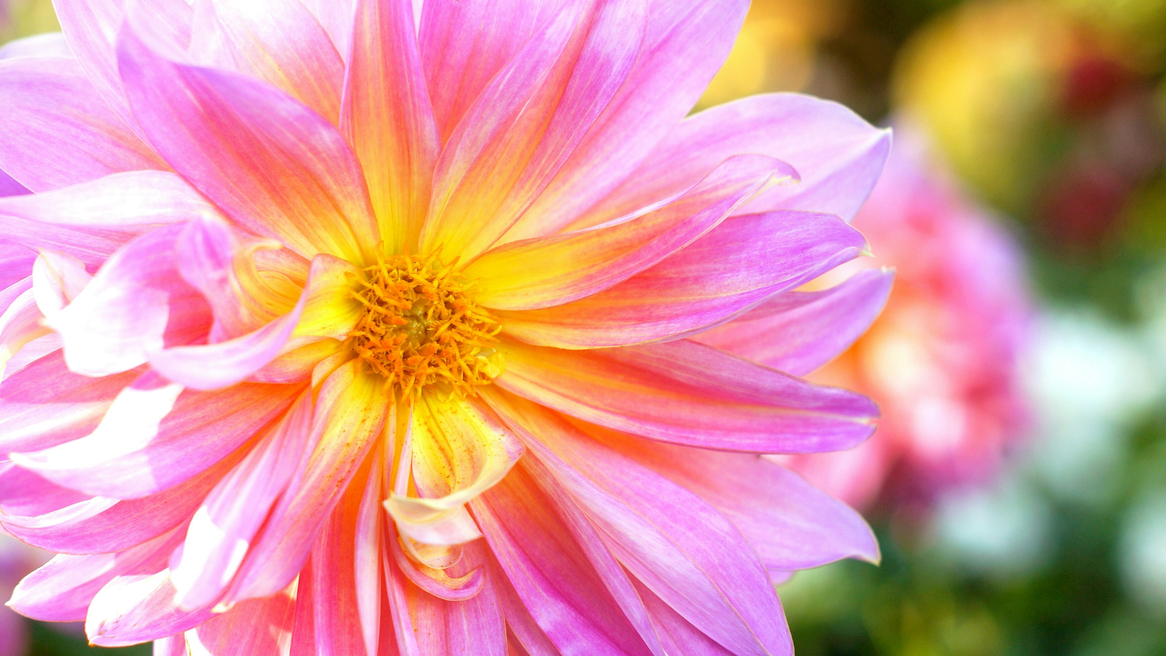 Acercamiento de una vibrante flor de dalia rosa y amarilla