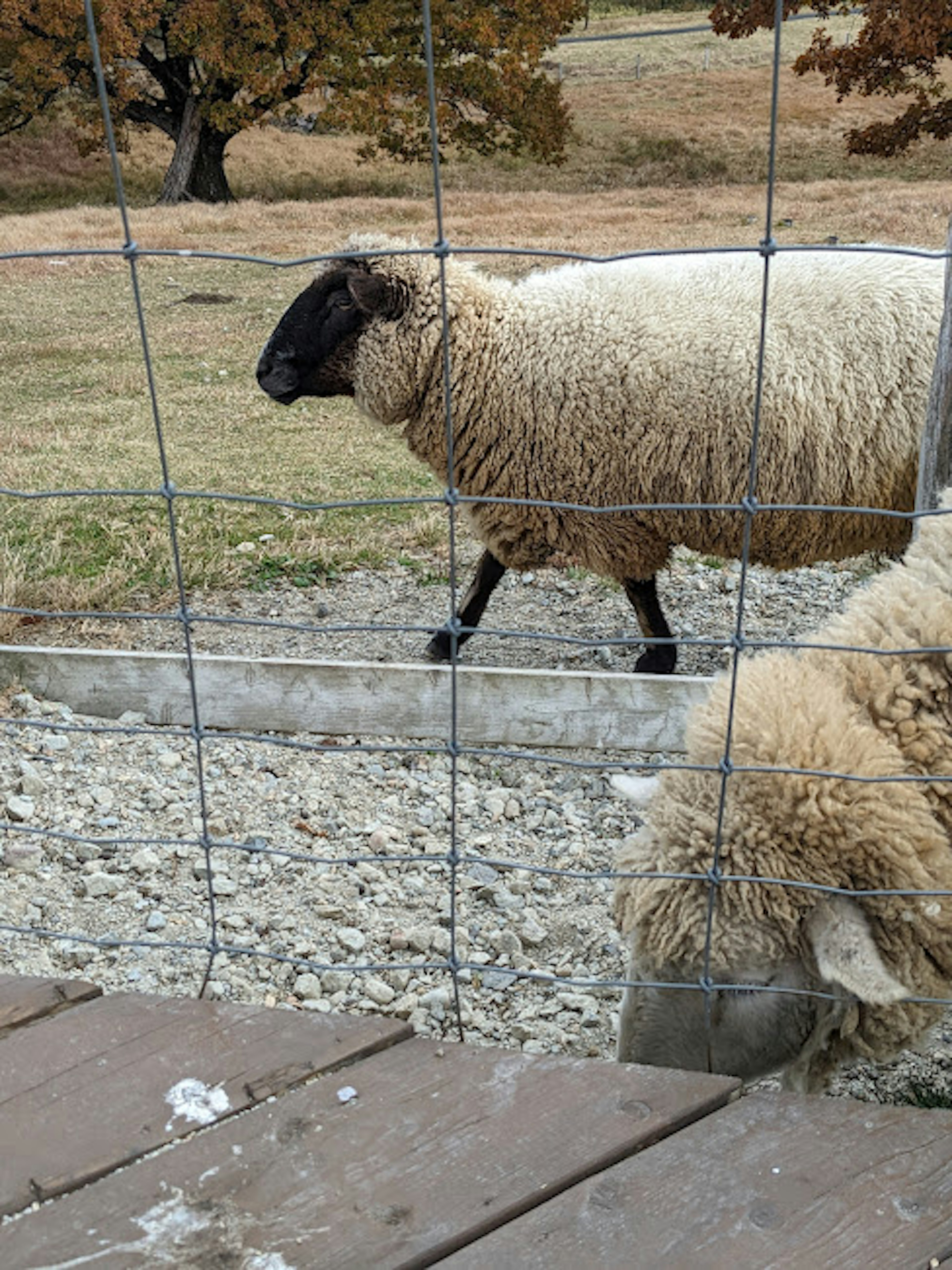 A sheep walking near a fence with another sheep in the foreground