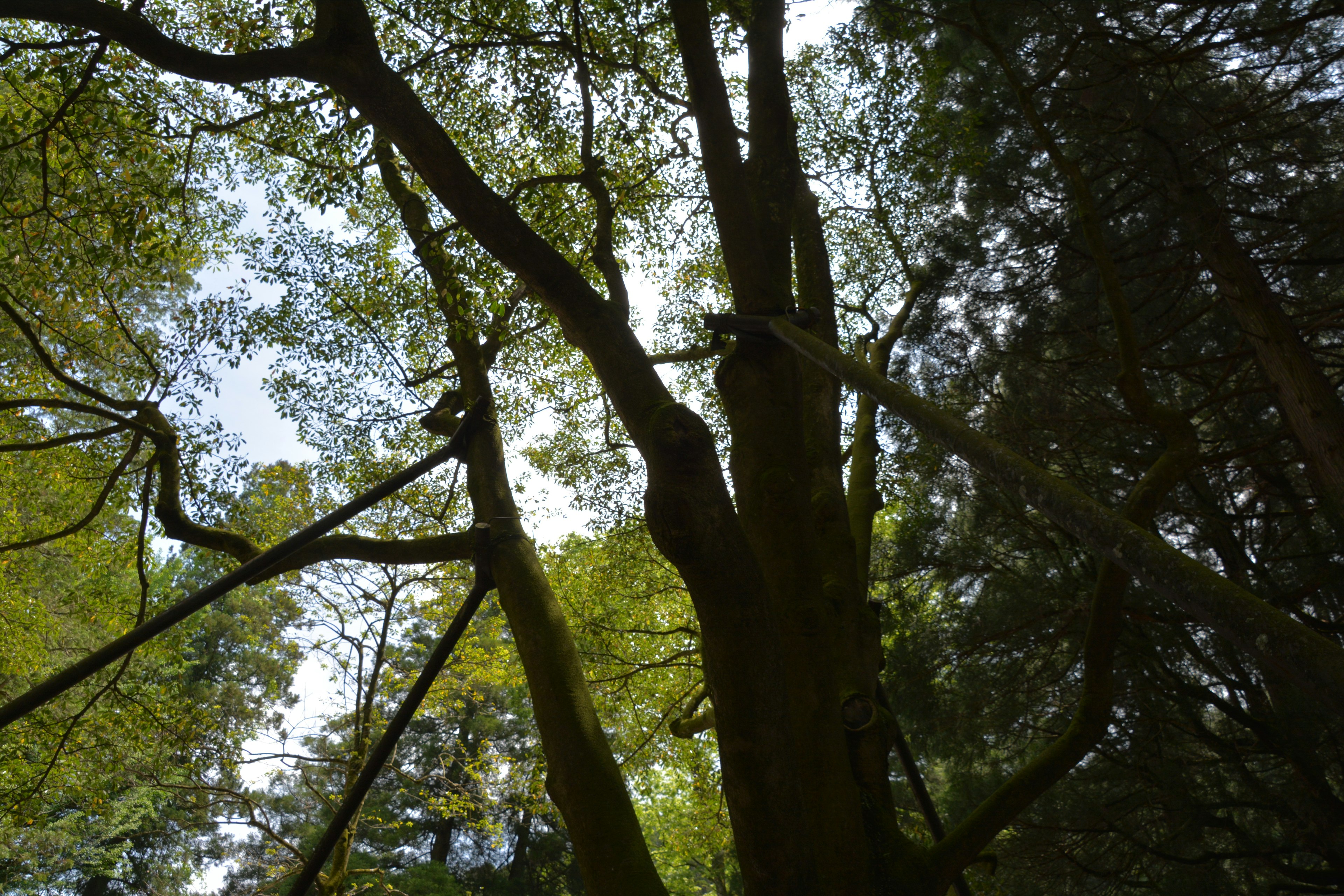 木の枝と葉が広がる森林の風景