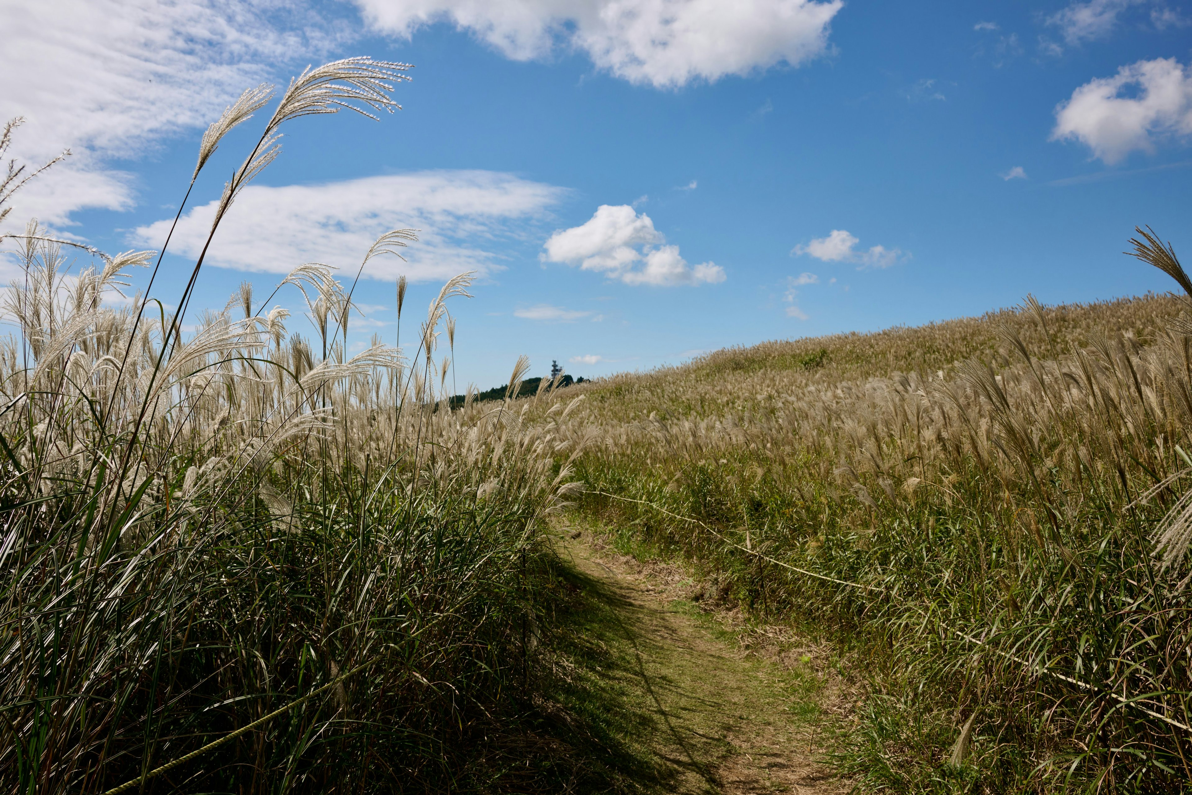 Sentier à travers une herbe haute sous un ciel bleu avec des nuages moelleux