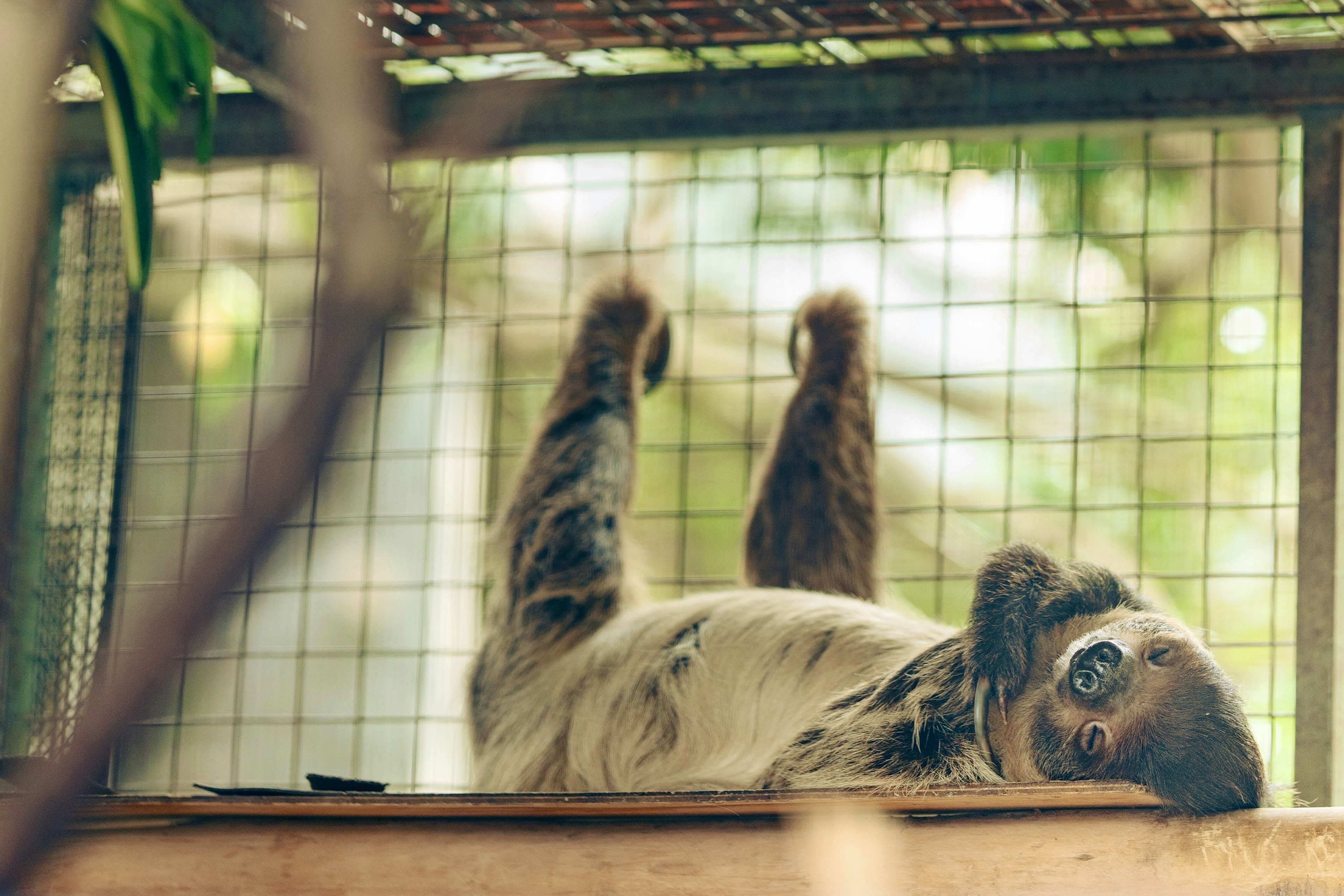 Sloth hanging upside down in a cage