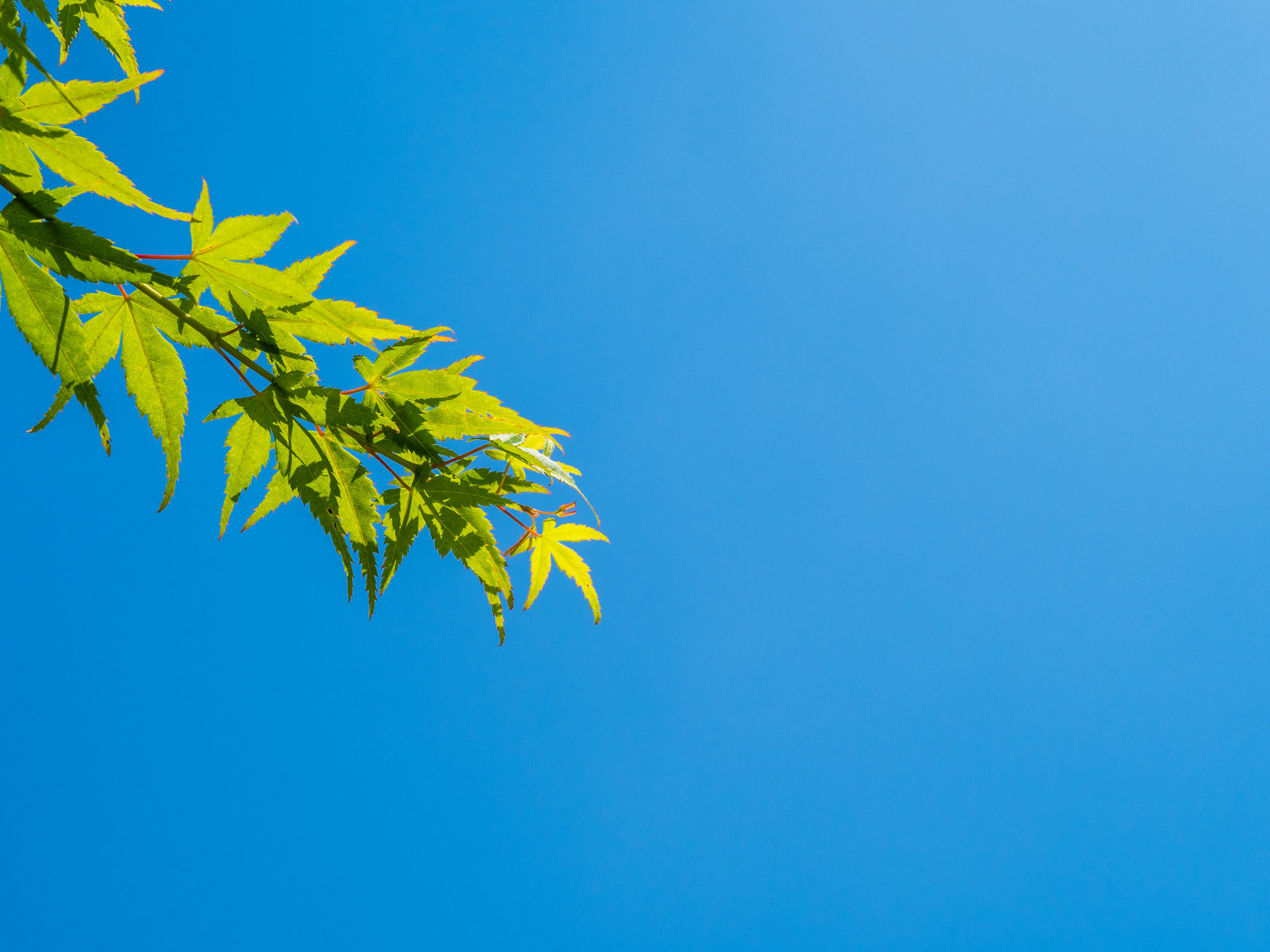 A branch of green leaves against a blue sky