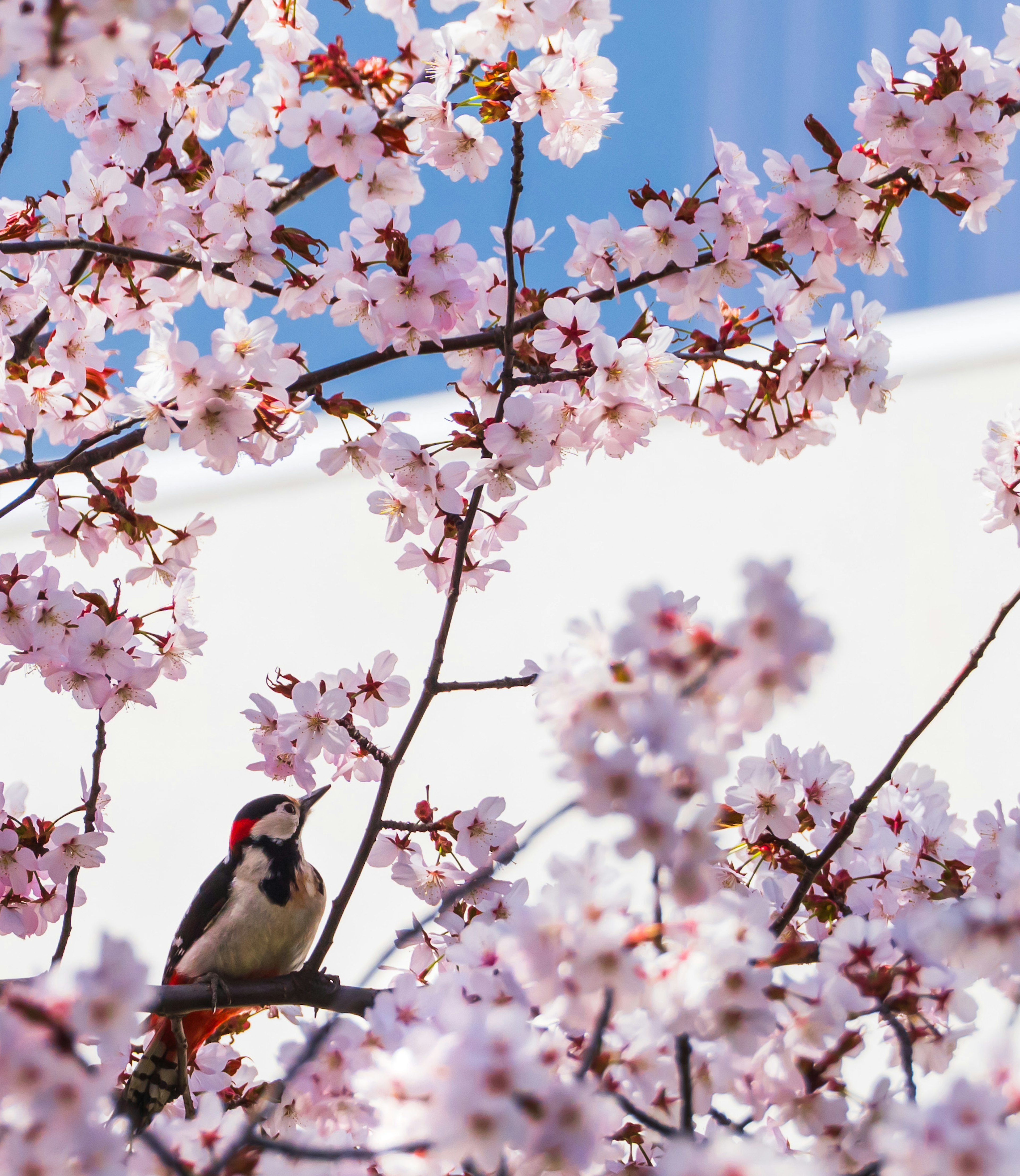 桜の花の中にいるキツツキの鮮やかな姿