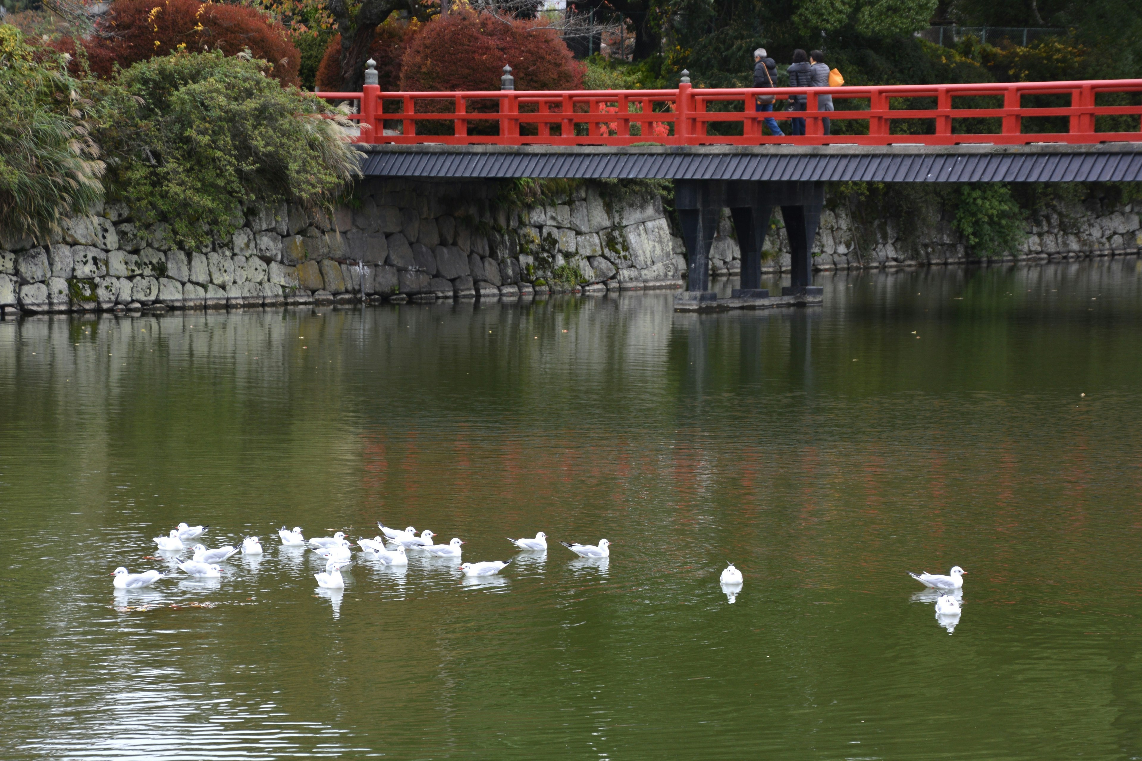 一個寧靜的池塘，背景有紅色橋樑和白色水鳥