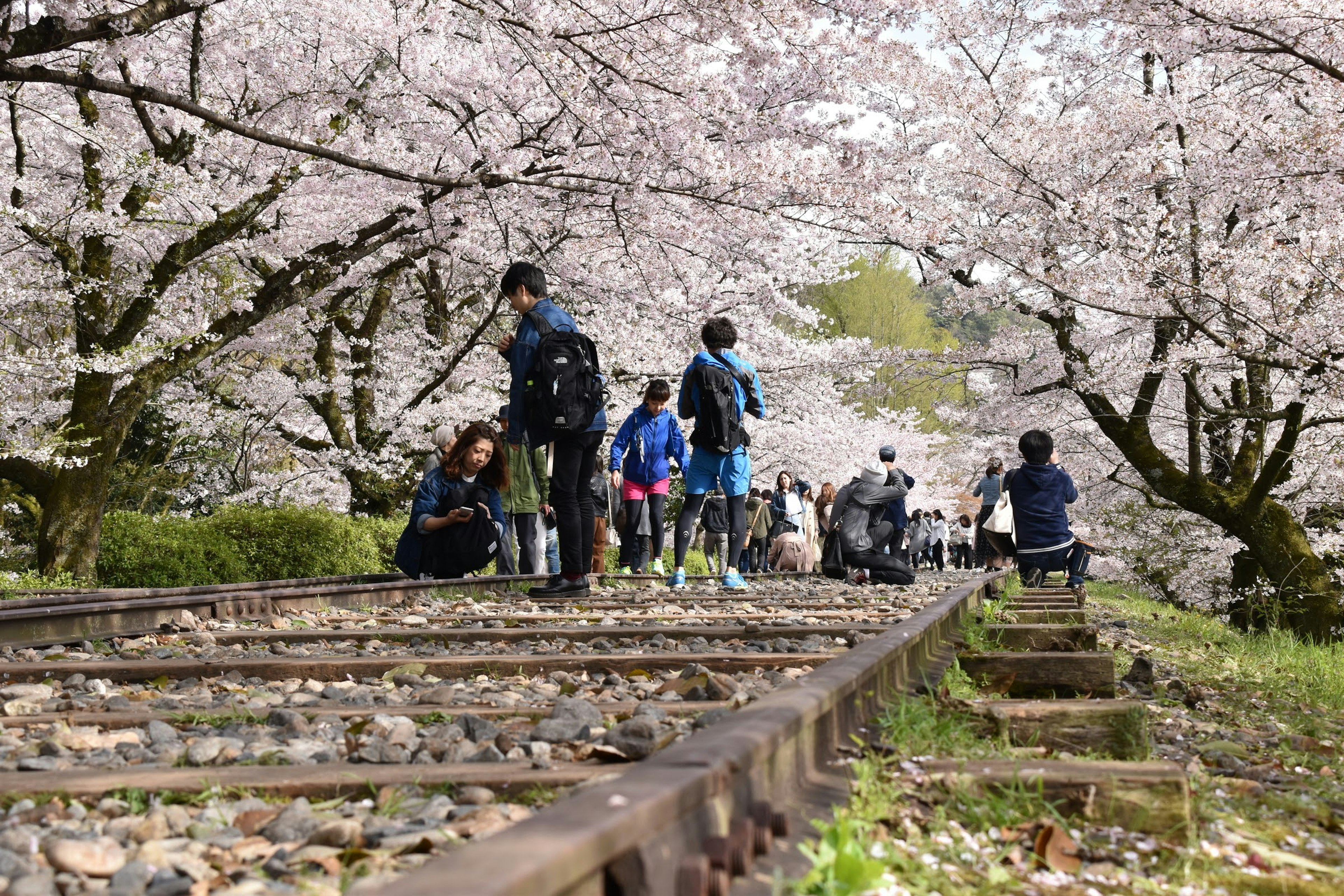 Personnes photographiant sous des cerisiers en fleurs le long d'une voie ferrée