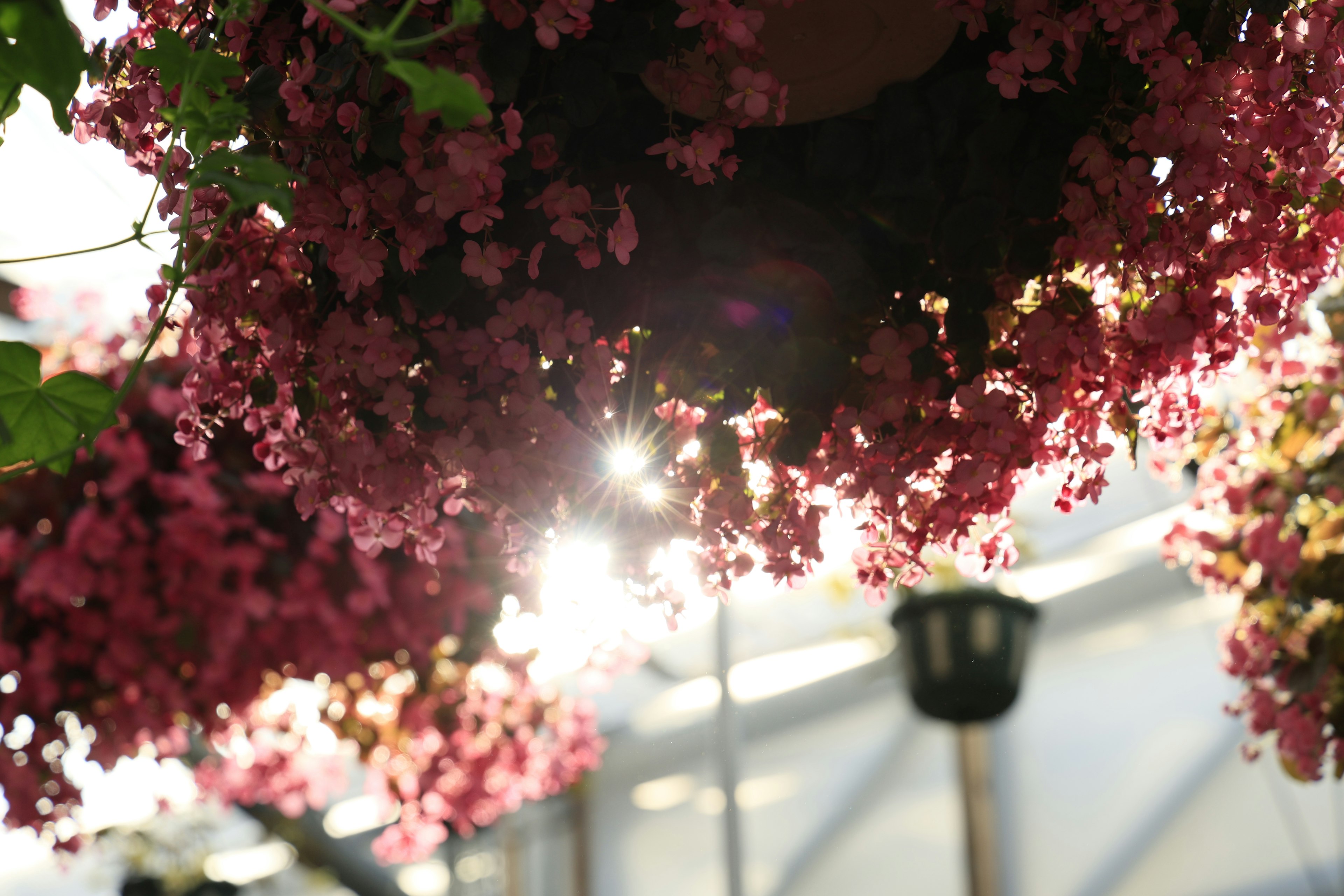 Eine Szene mit hängenden rosa Blumen, die vom Sonnenlicht beleuchtet werden