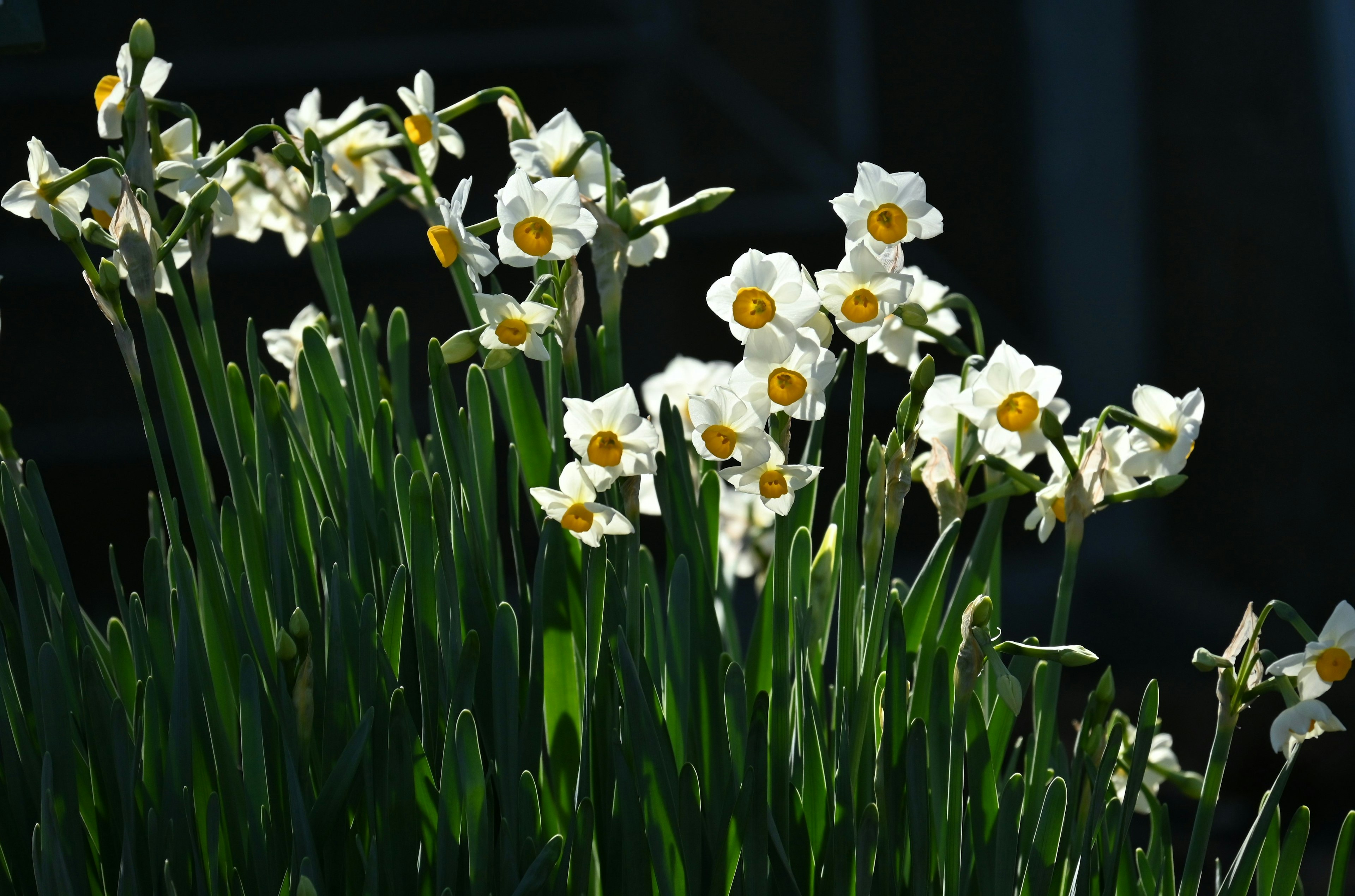 白いスイセンの花が緑の葉の中に咲いている