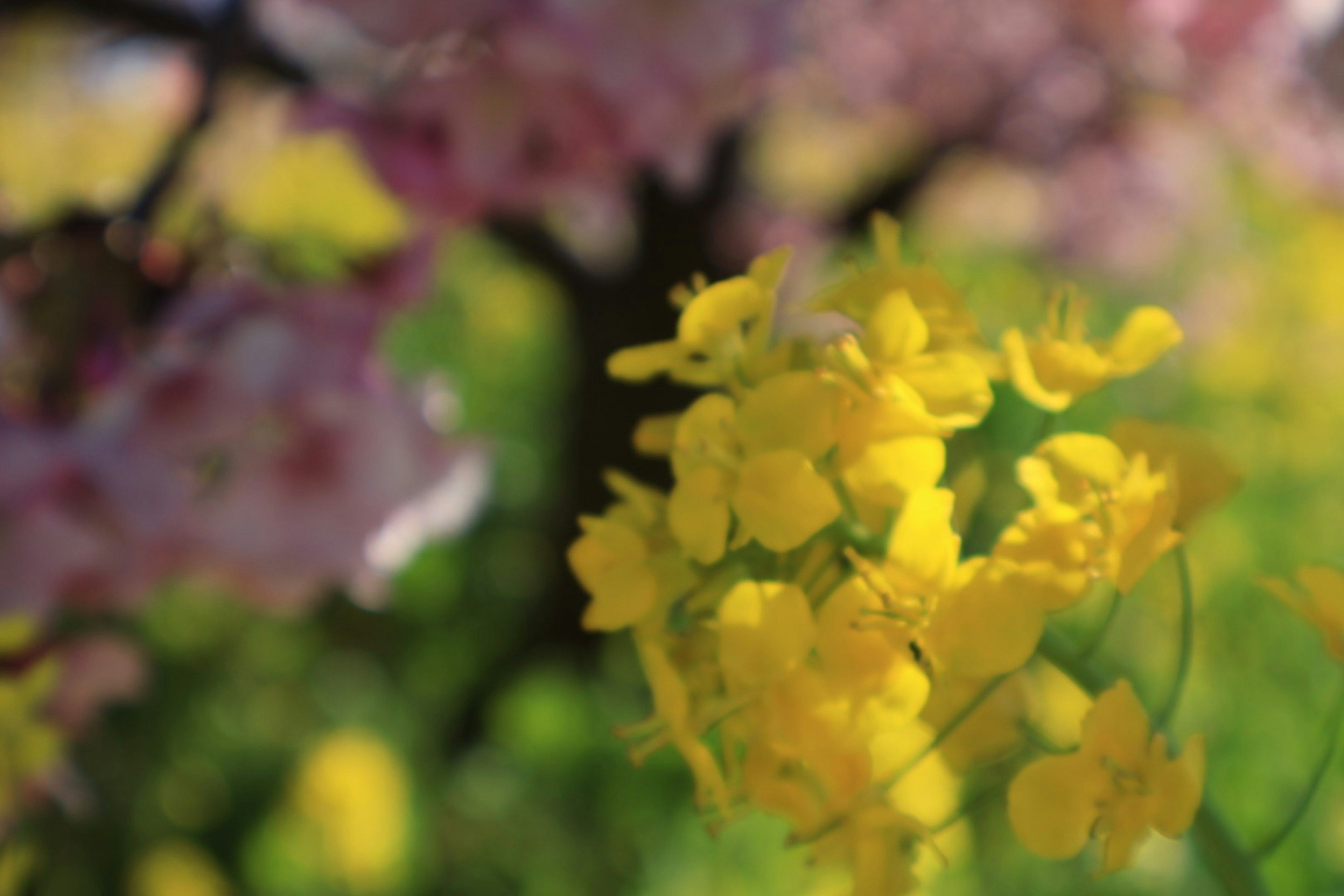 黄色い花と桜の木が背景にある春の風景