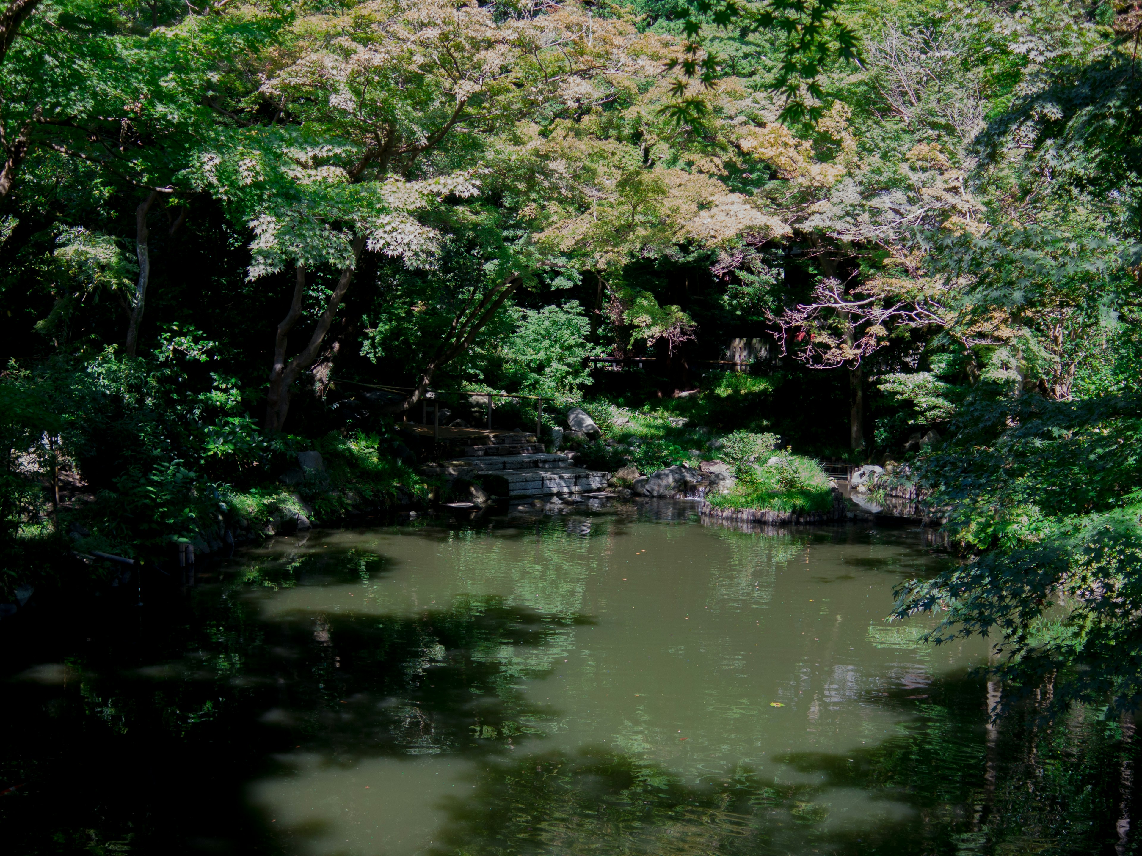 Tranquil pond surrounded by lush green trees