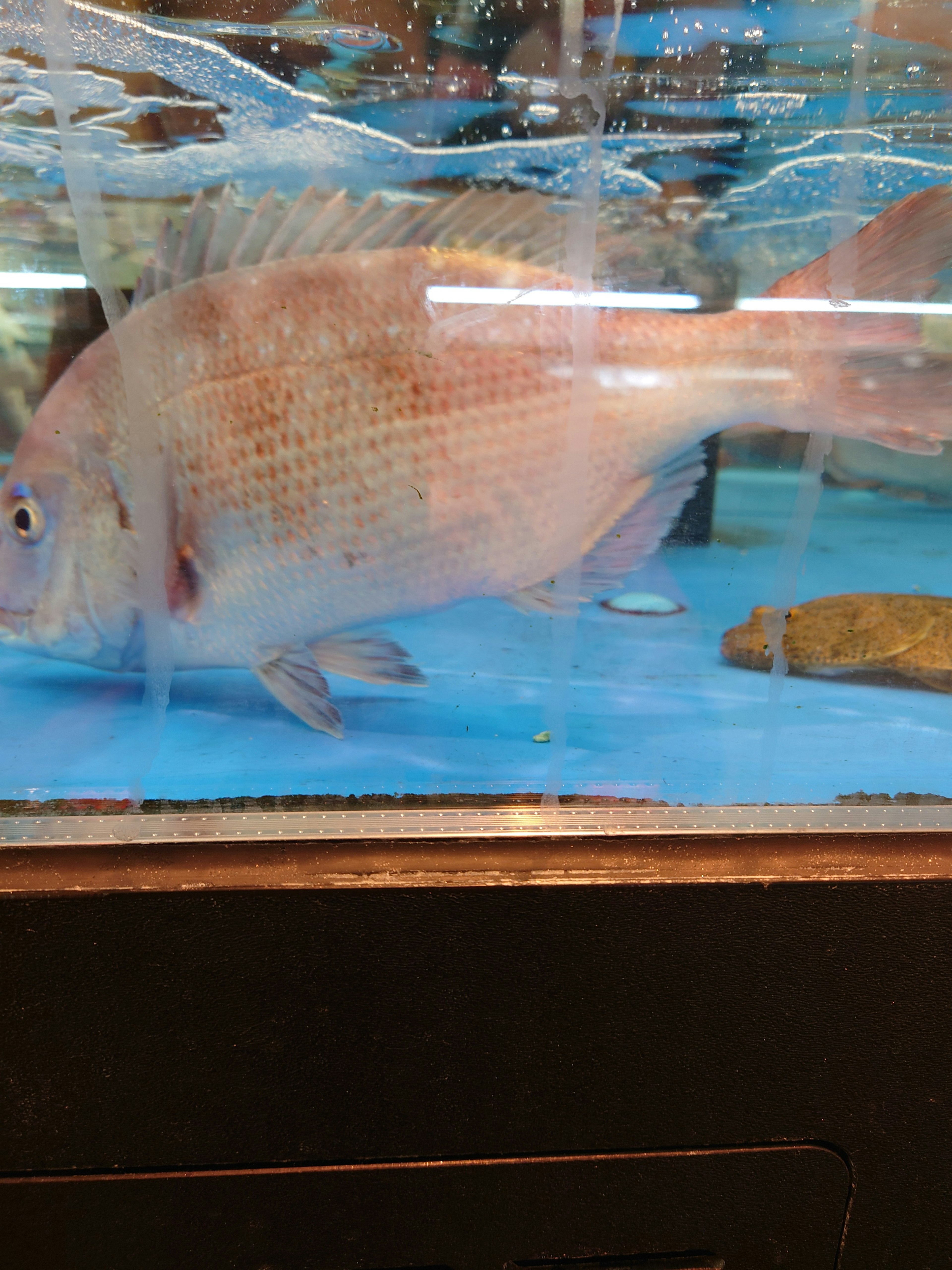 Ein Fisch schwimmt in einem Aquarium mit blauem Hintergrund