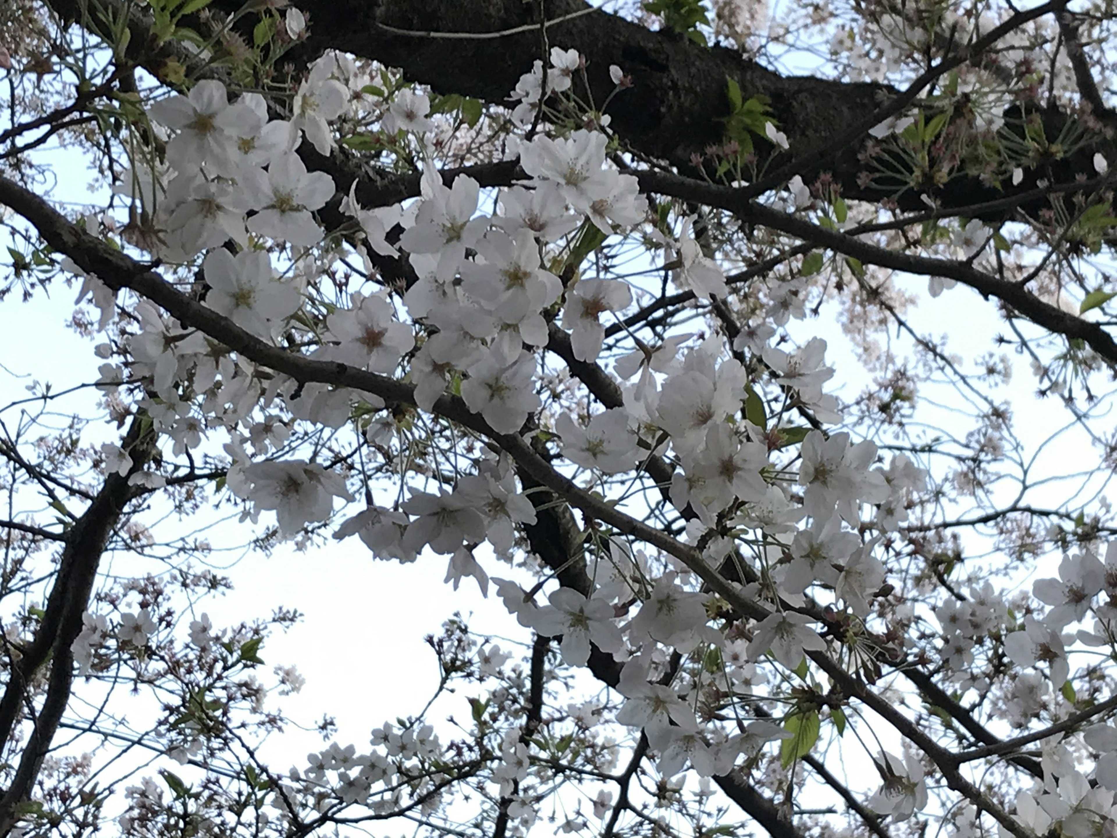 Primo piano di rami di ciliegio con fiori bianchi