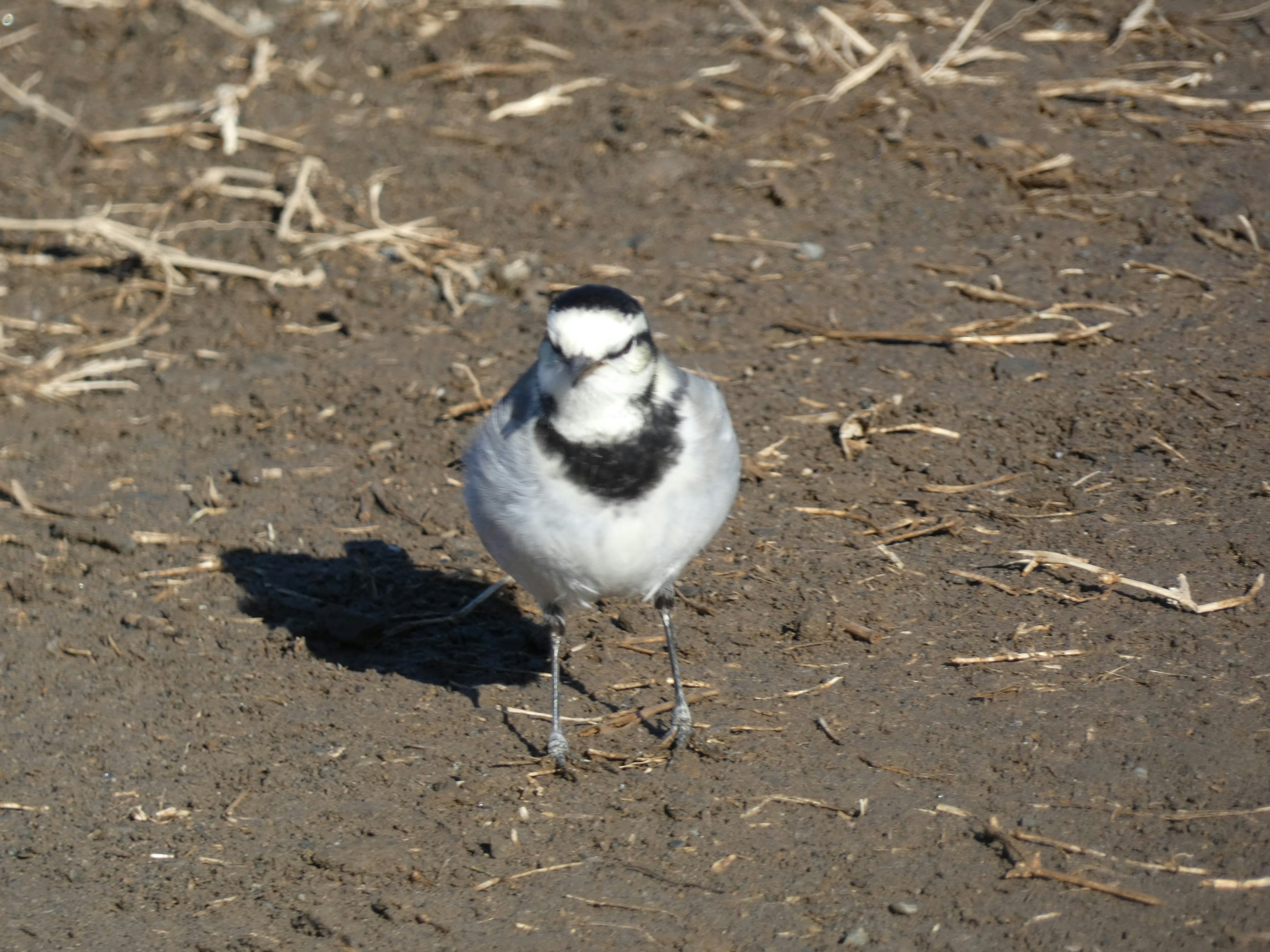 Un pequeño pájaro con plumas blancas y negras de pie en el suelo