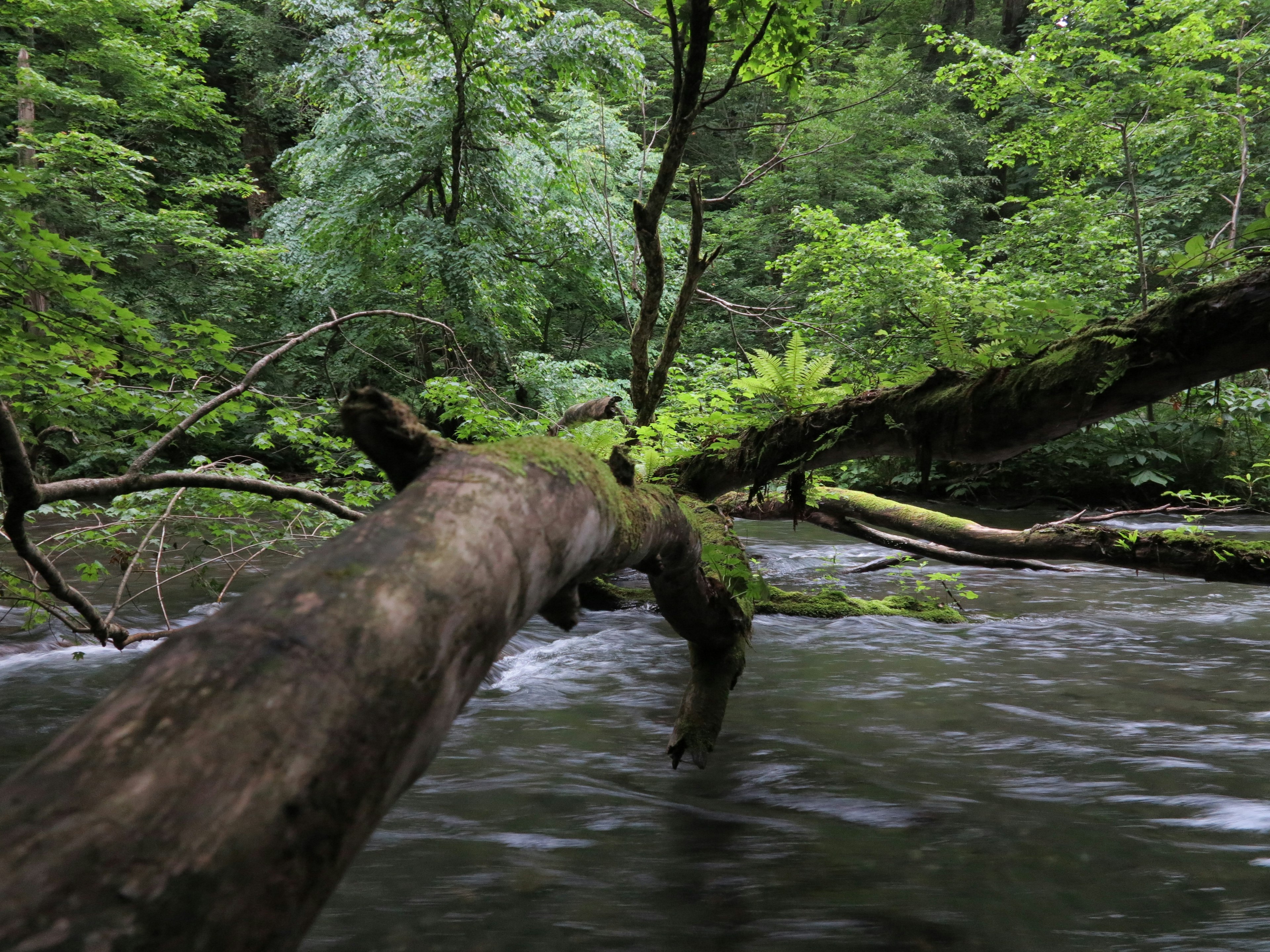 Umgefallener Baumstamm über einem Fluss in einem üppigen grünen Wald