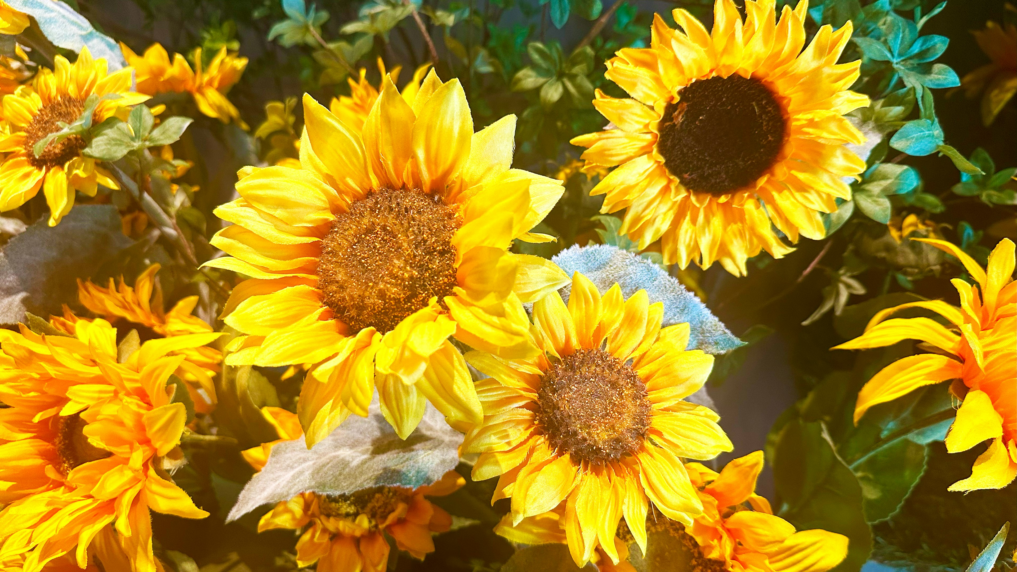 色鮮やかなひまわりの花束が並んでいる