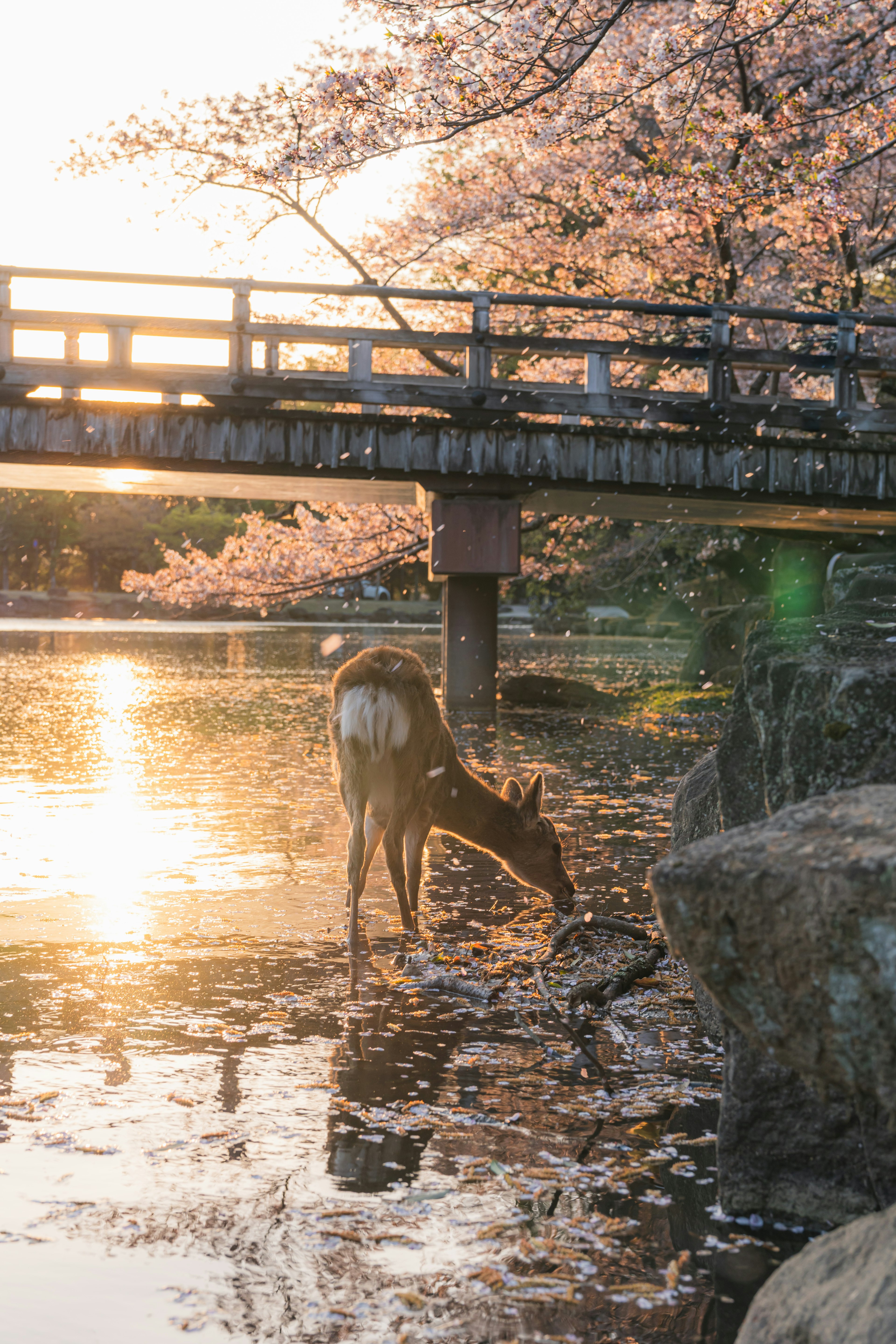 桜の木の下で水を飲む鹿と橋の風景