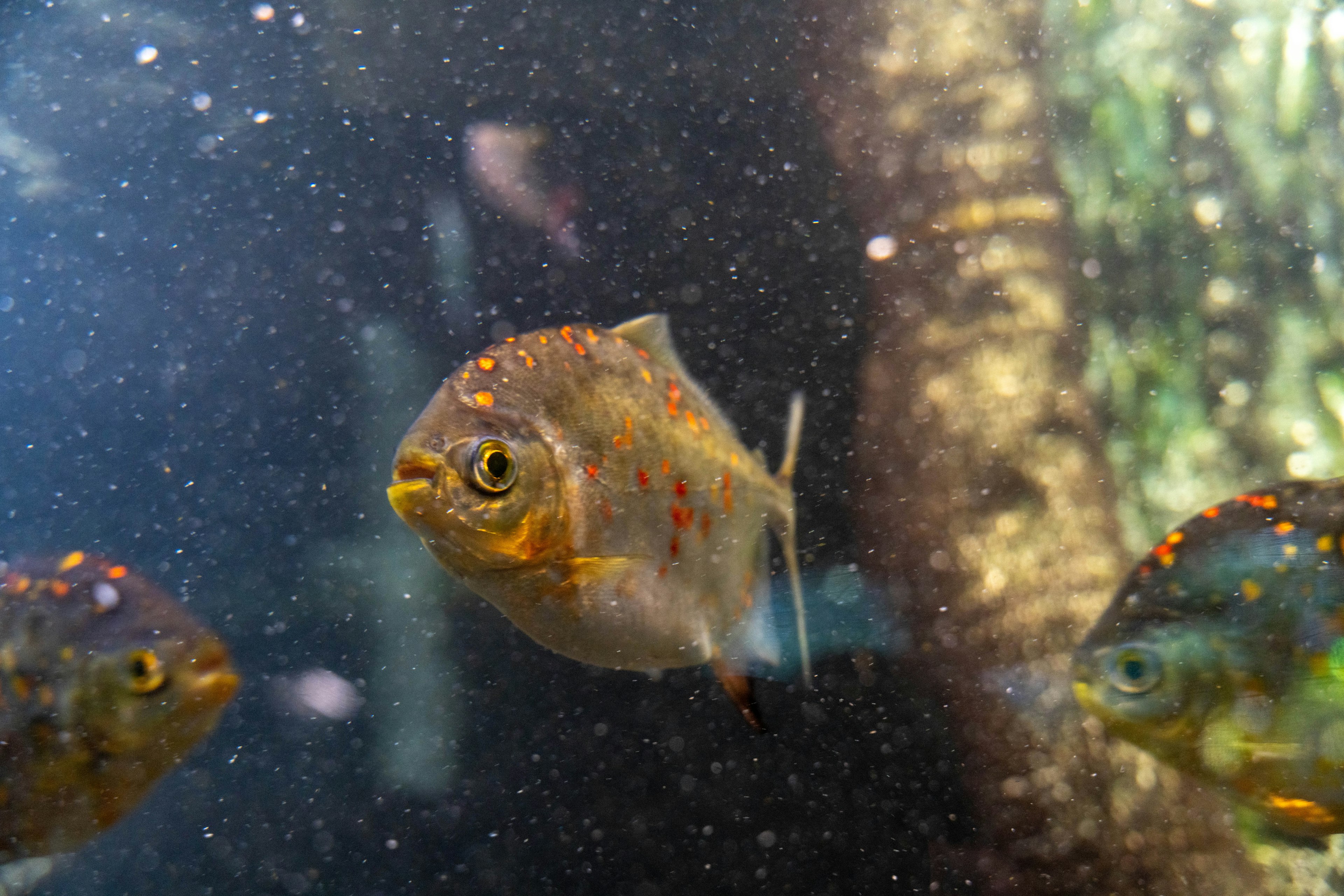 Sekelompok ikan kecil yang berenang di bawah air dengan pola yang cerah