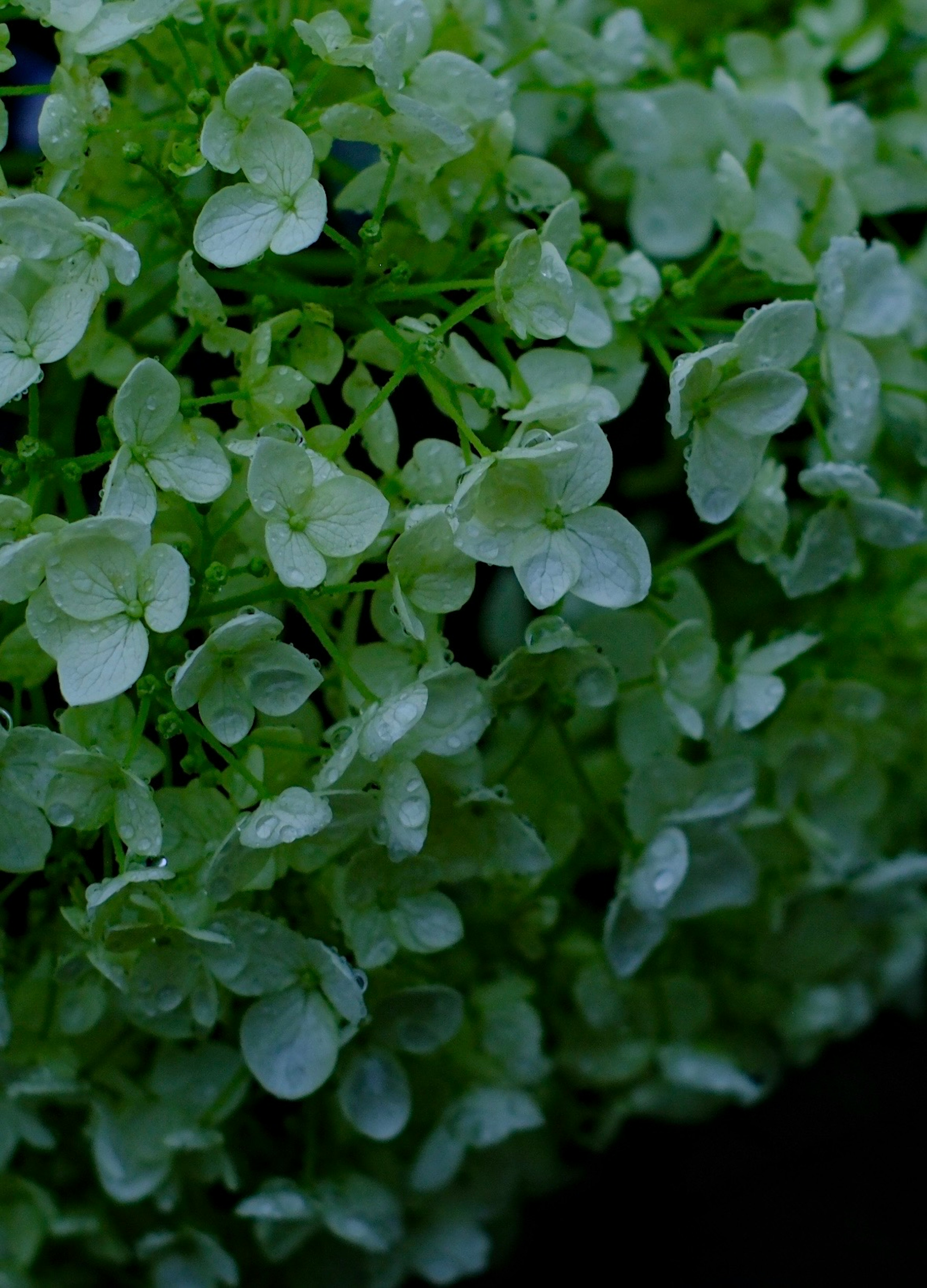 Primer plano de hojas verdes con flores blancas y gotas de agua