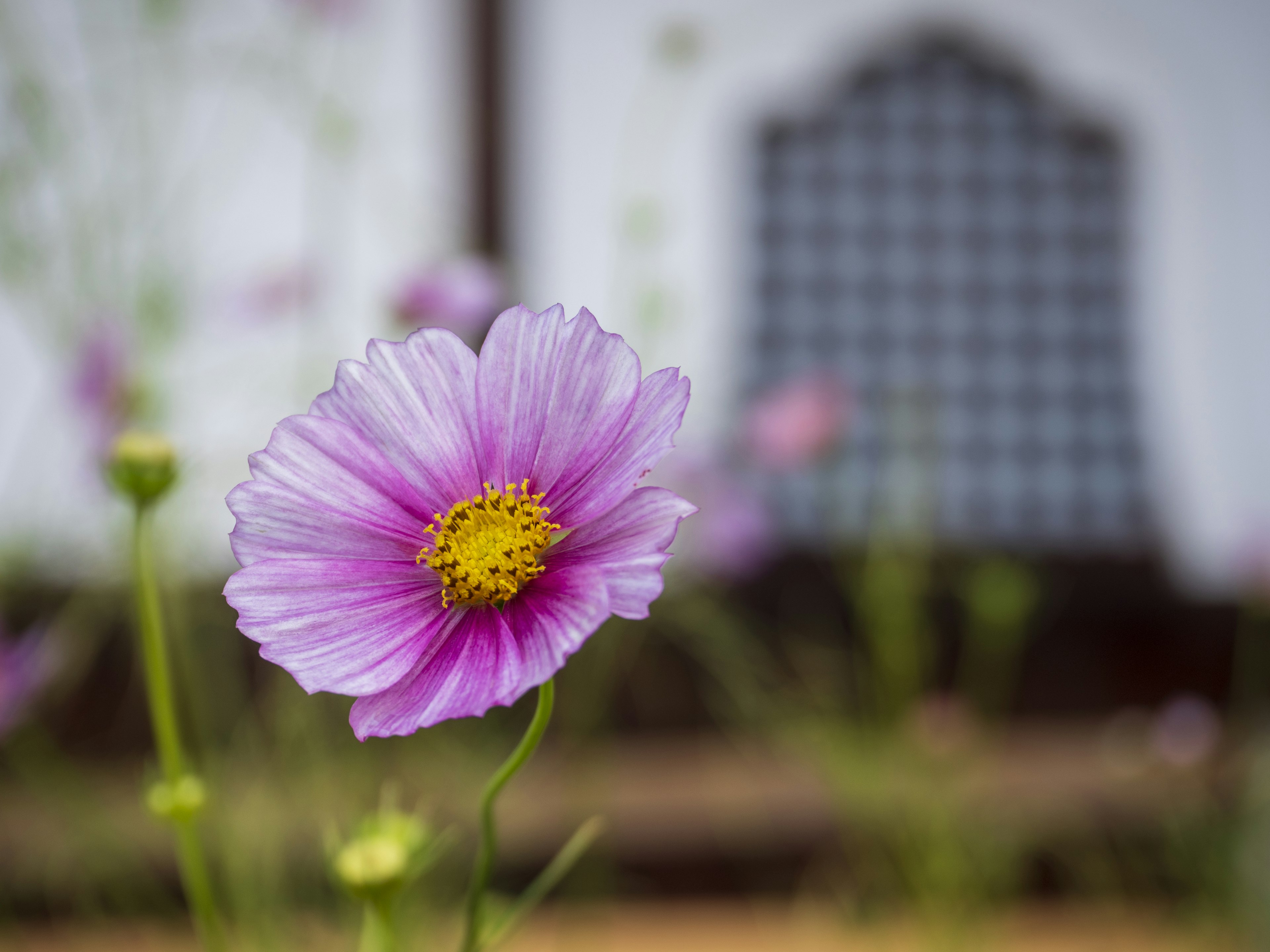 Une belle fleur rose se détache sur un fond de mur blanc