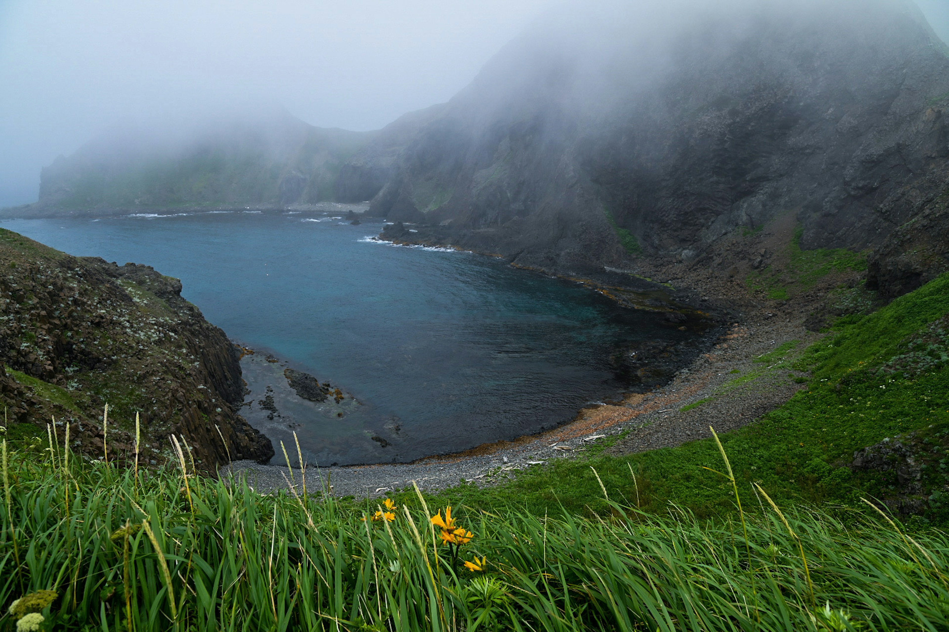 霧に包まれた海岸の風景 緑豊かな草と黄色い花が特徴