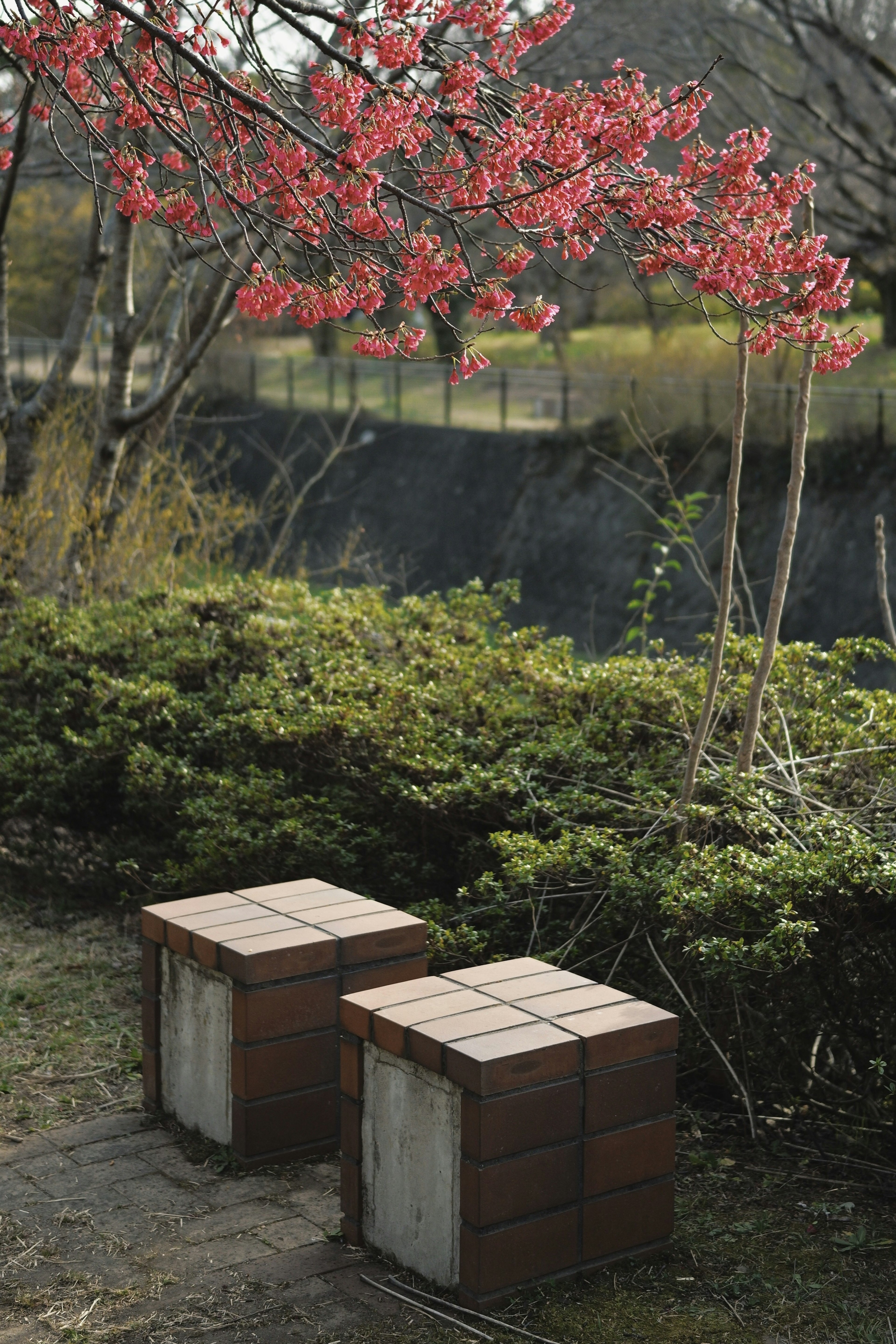 二つの木製スツールとピンクの花を持つ木がある公園の風景