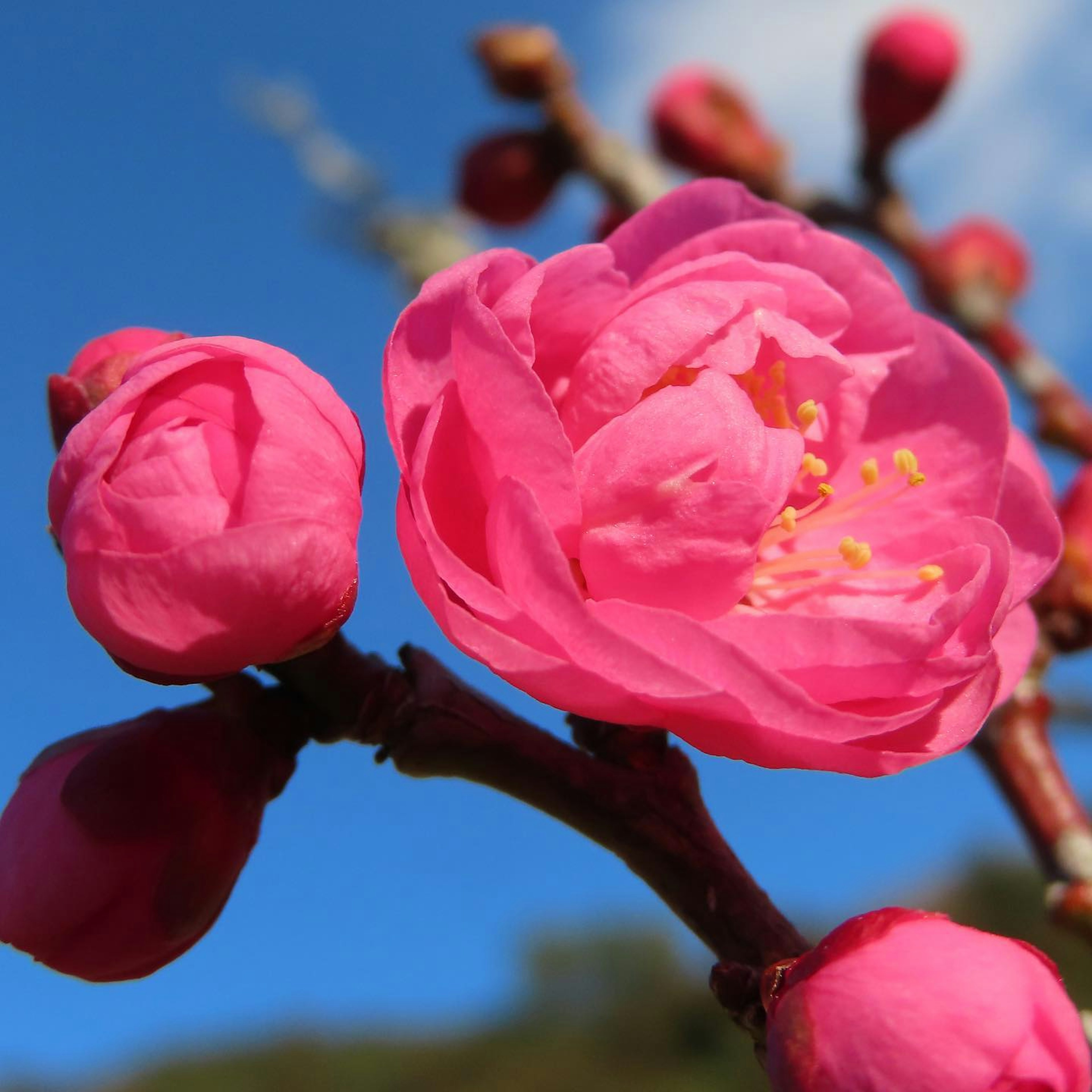 鮮豔的粉紅色花朵和花苞映襯在藍天上