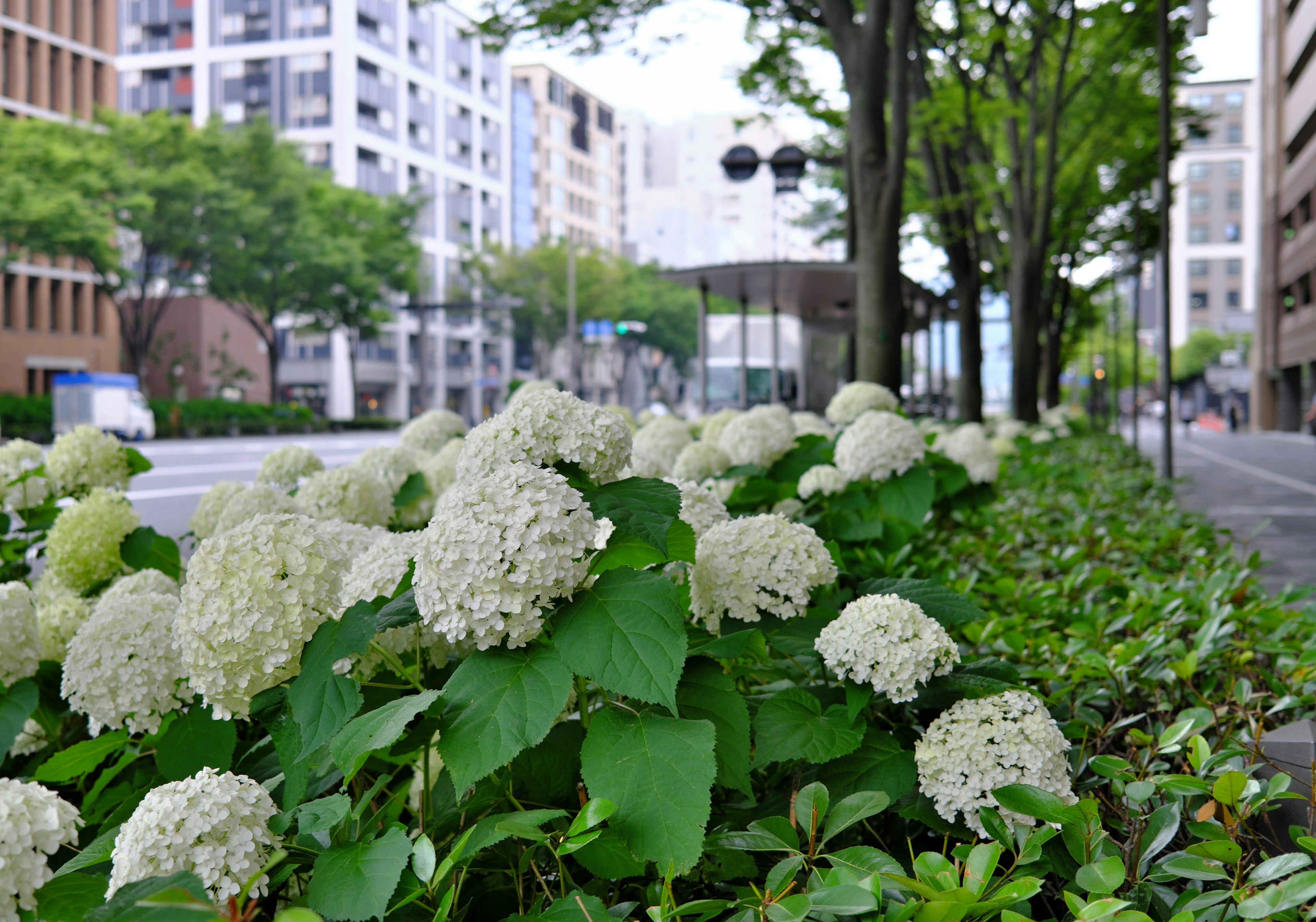 Row of white flowering plants along a city street with buildings