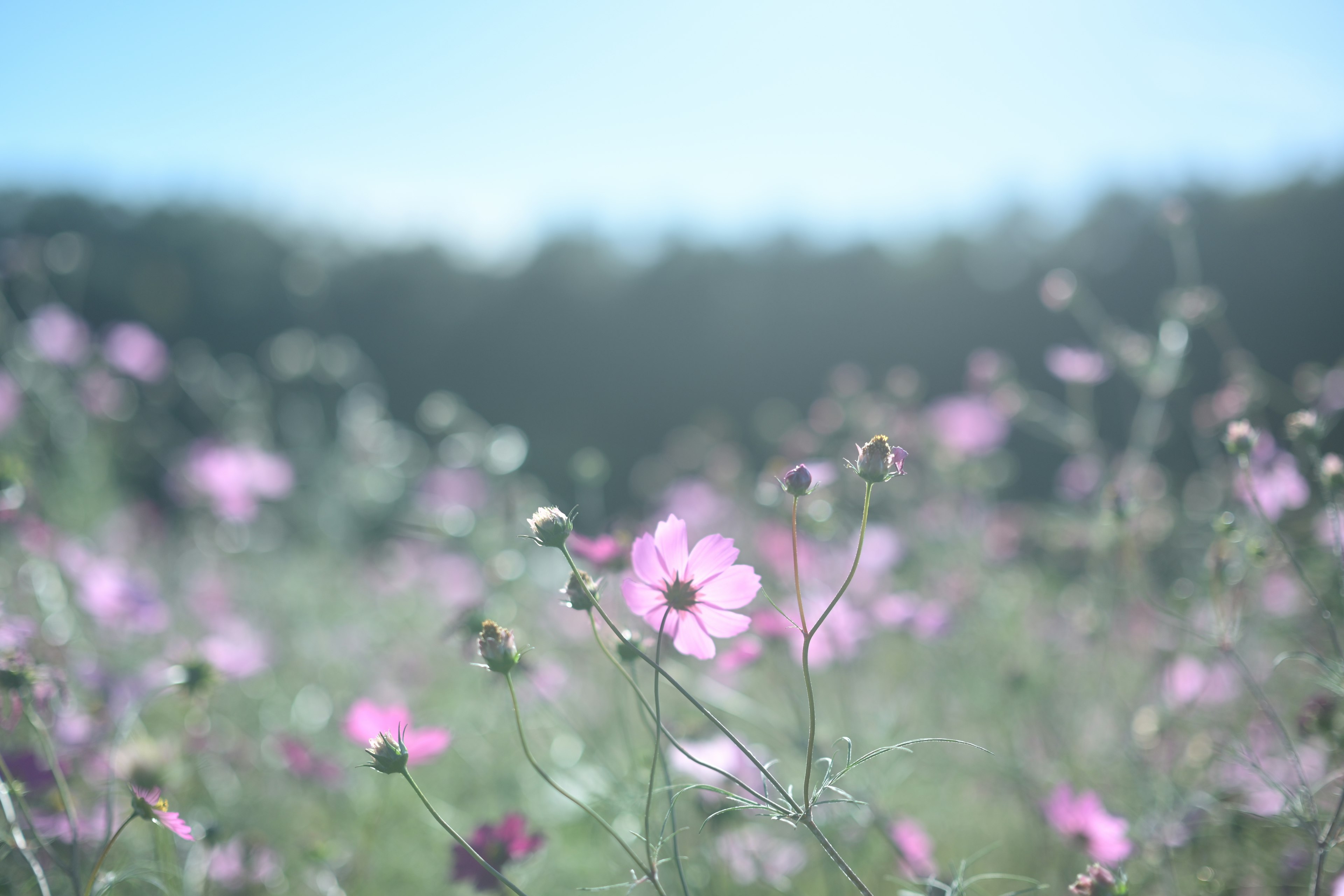 淡い青空の下に広がるピンクの花々のフィールド