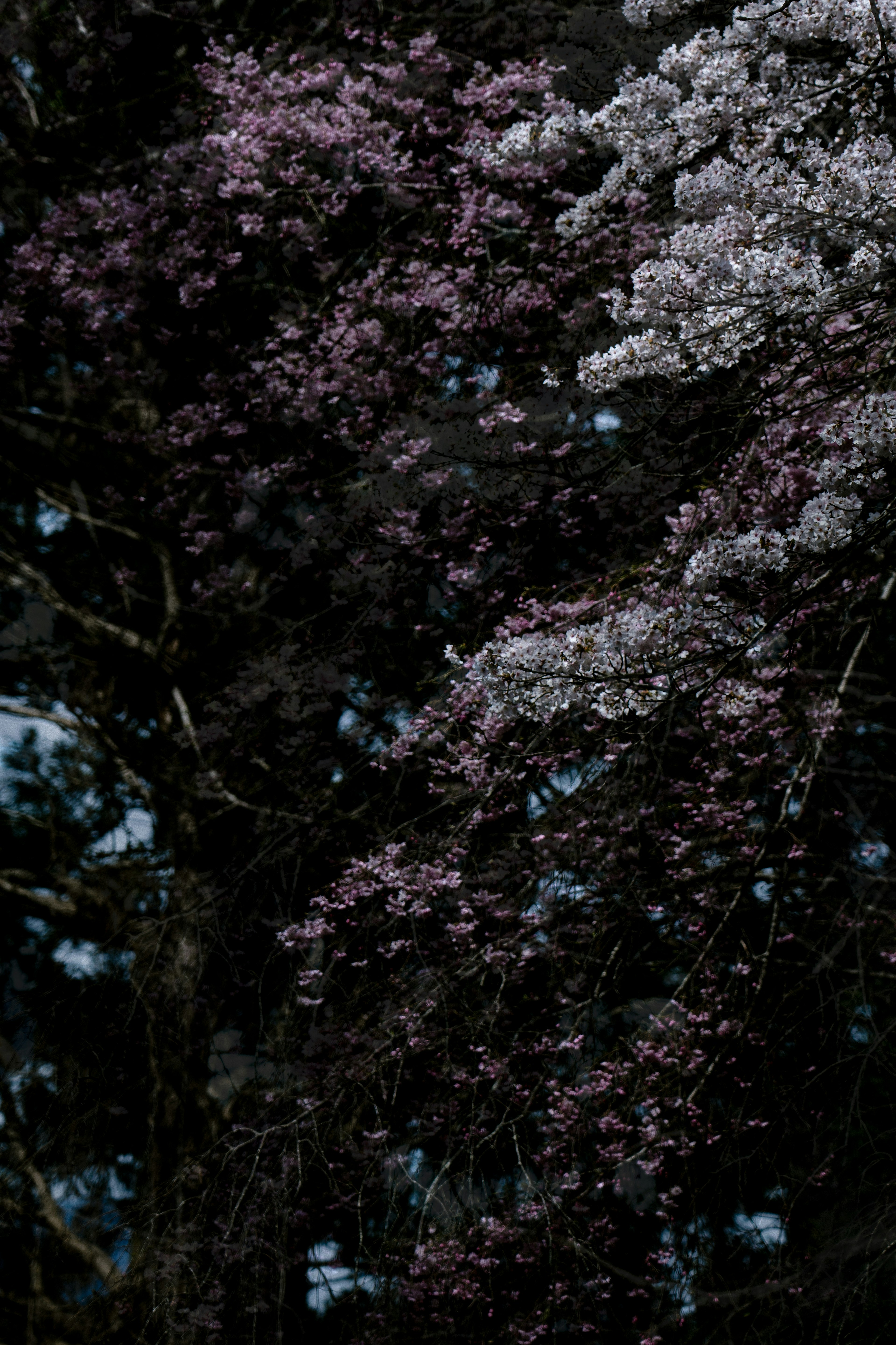 Branches of a tree with purple and white flowers against a dark background