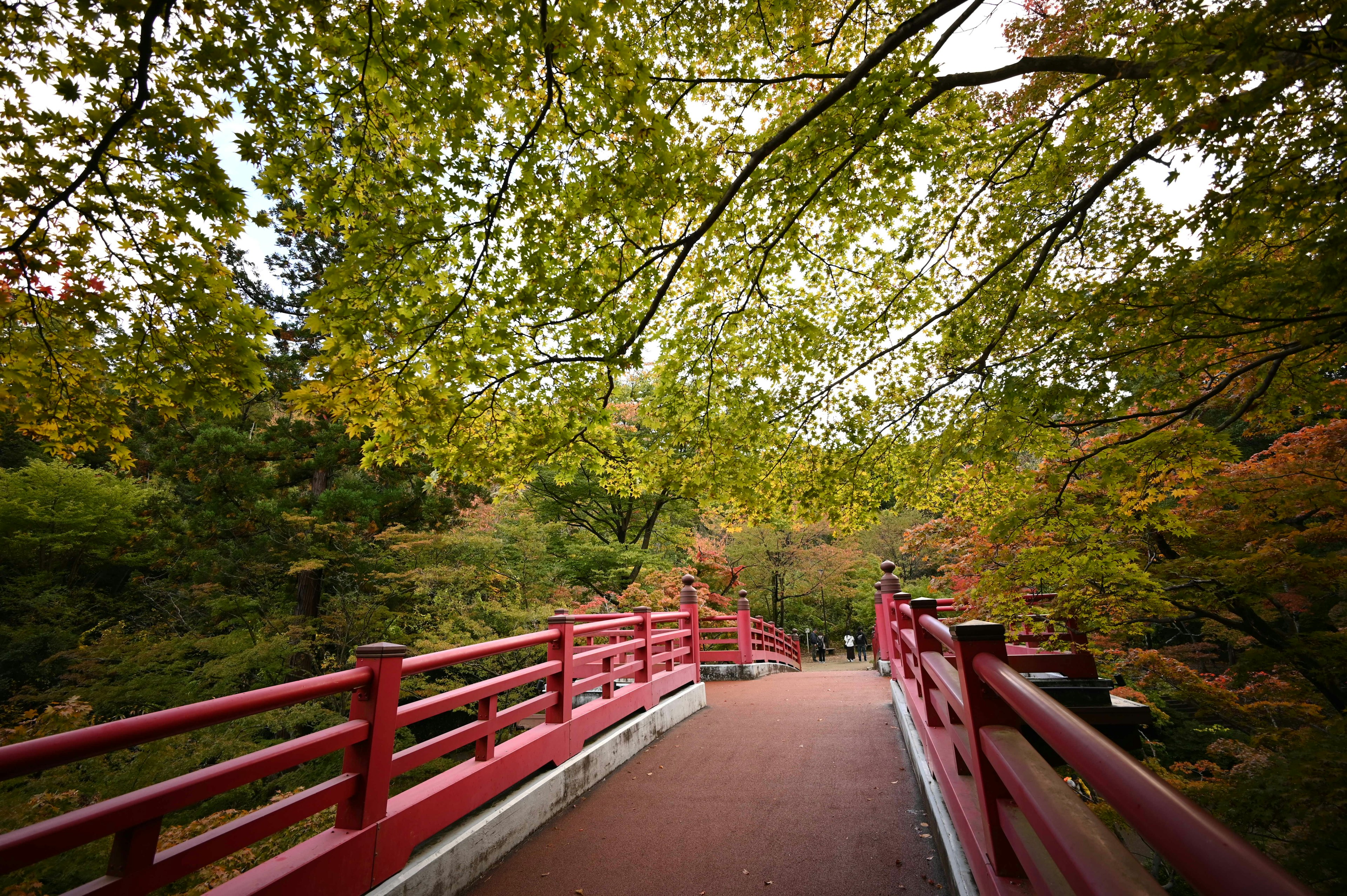 ทิวทัศน์สวยงามของสะพานแดงที่ล้อมรอบด้วยใบไม้สีเขียว