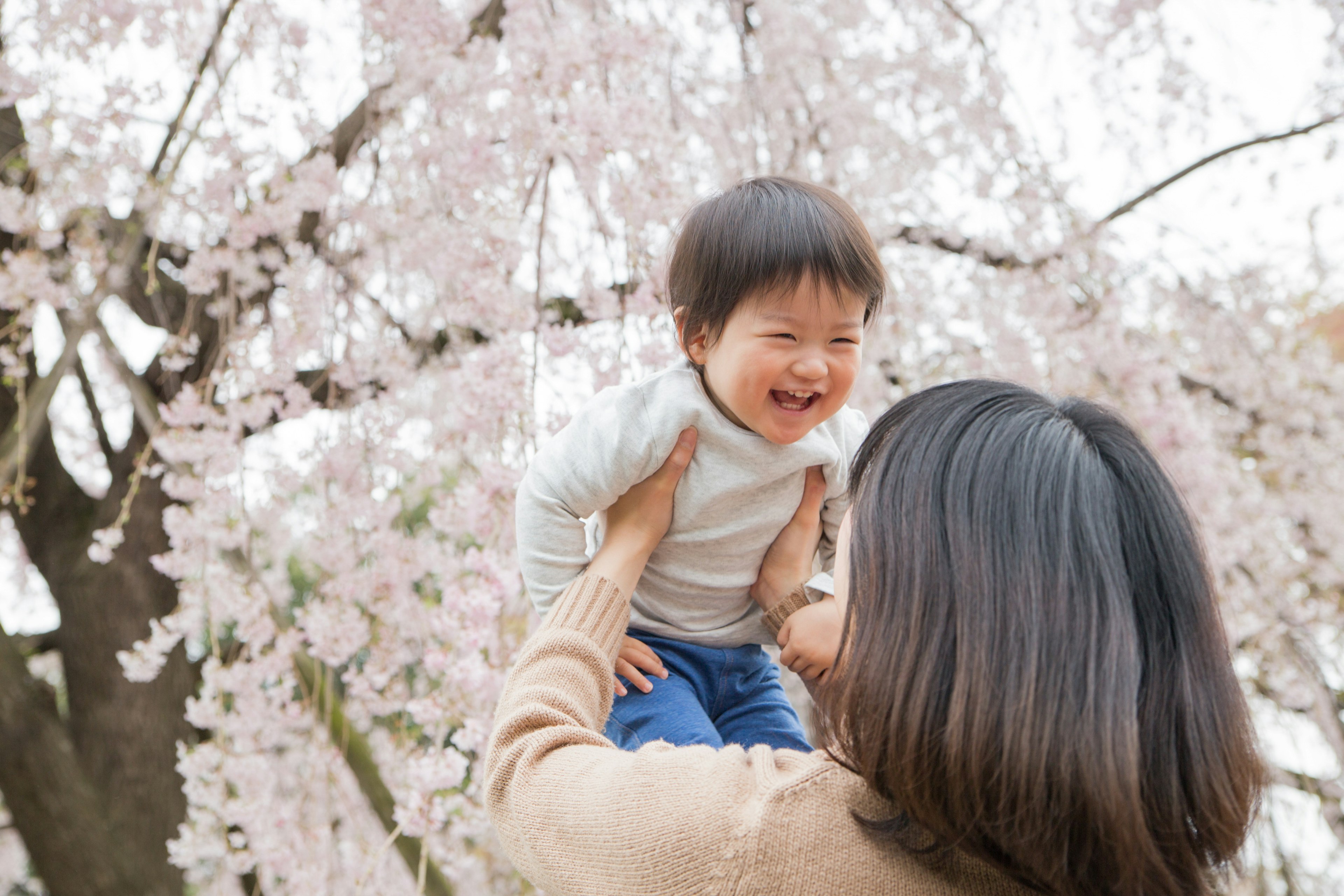 Un niño riendo mientras es sostenido por un padre bajo un árbol de cerezo en flor