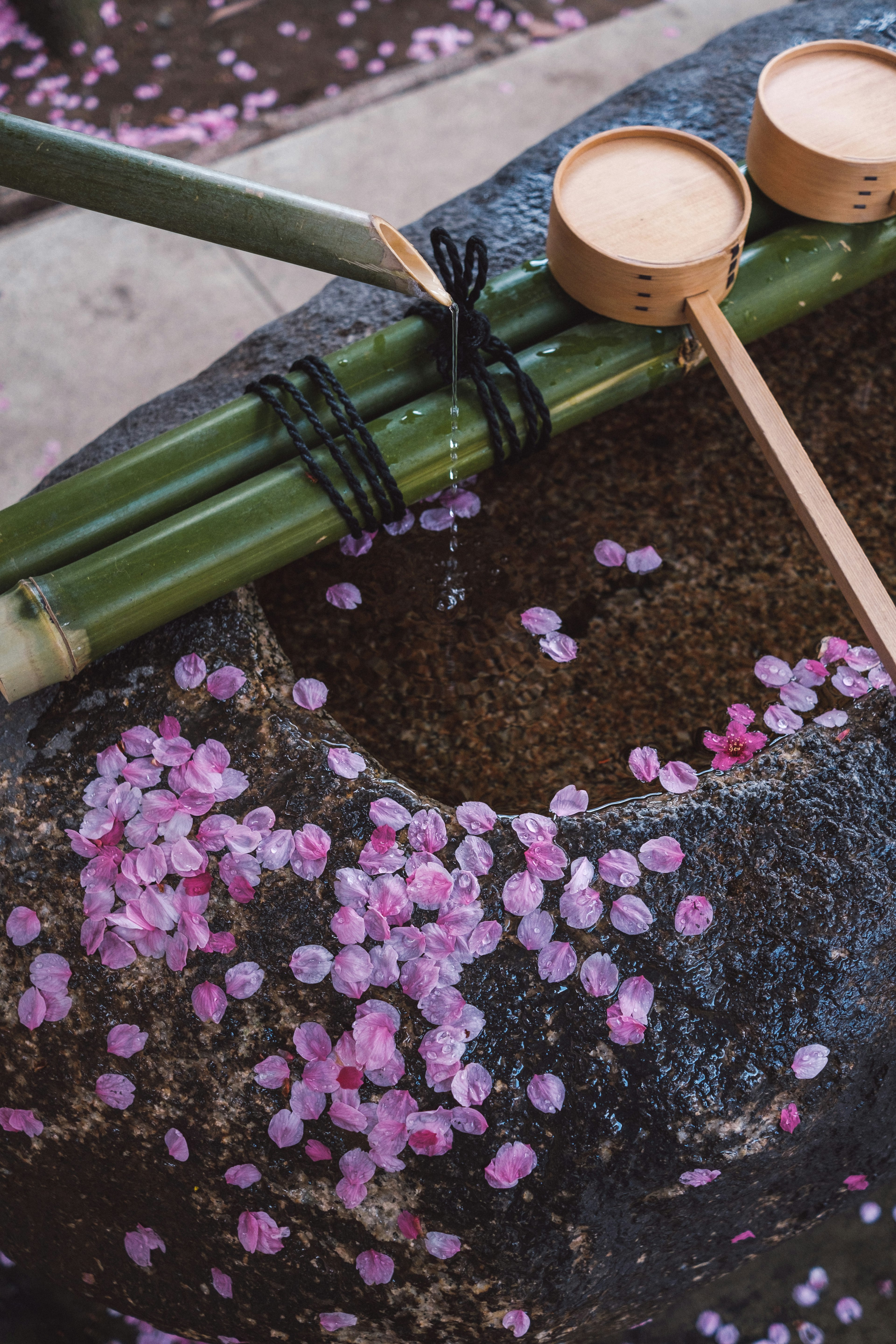 石の周りに散らばる桜の花びらと竹の水受け