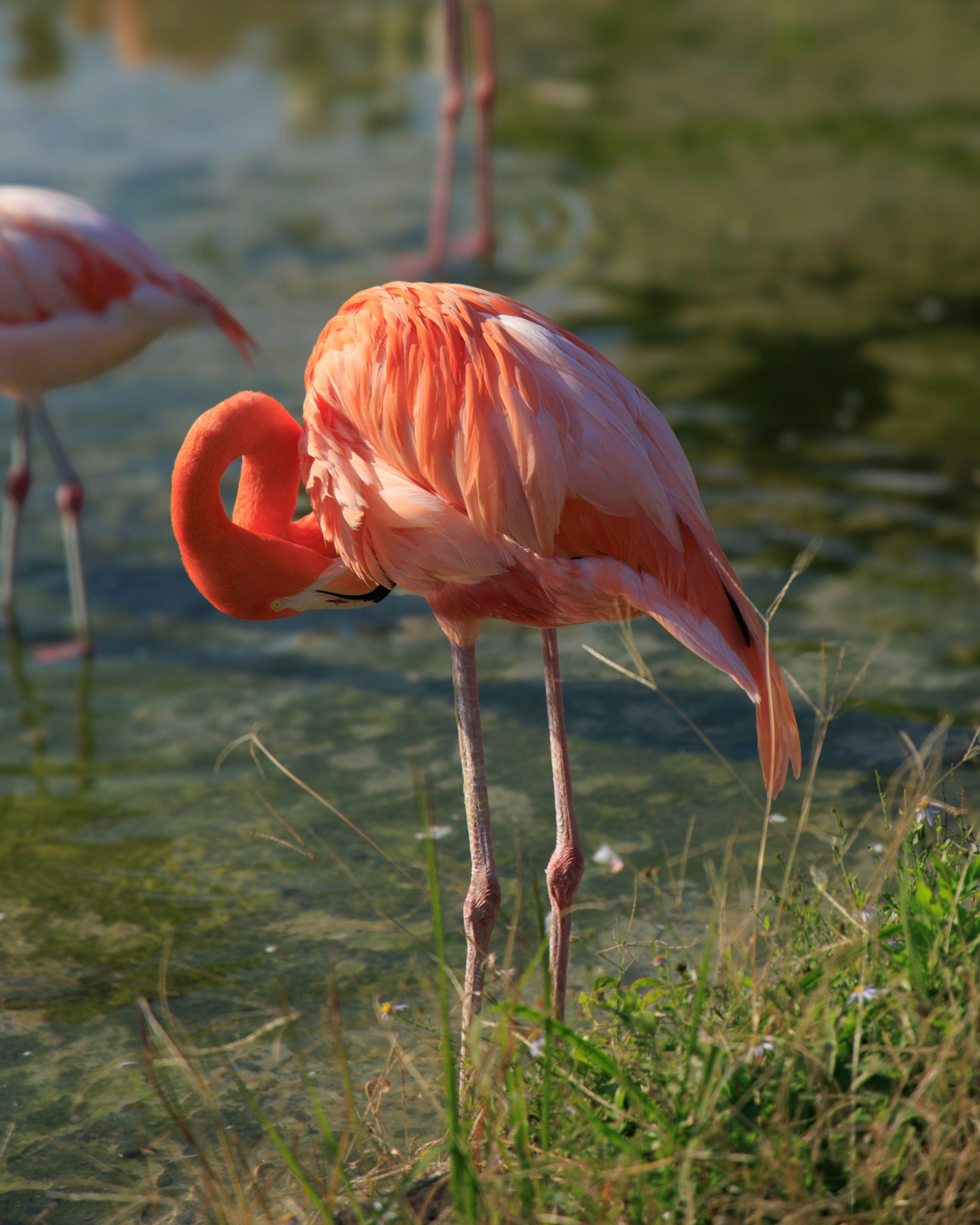 Un flamant rose se tenant près de l'eau avec la tête repliée sur le corps