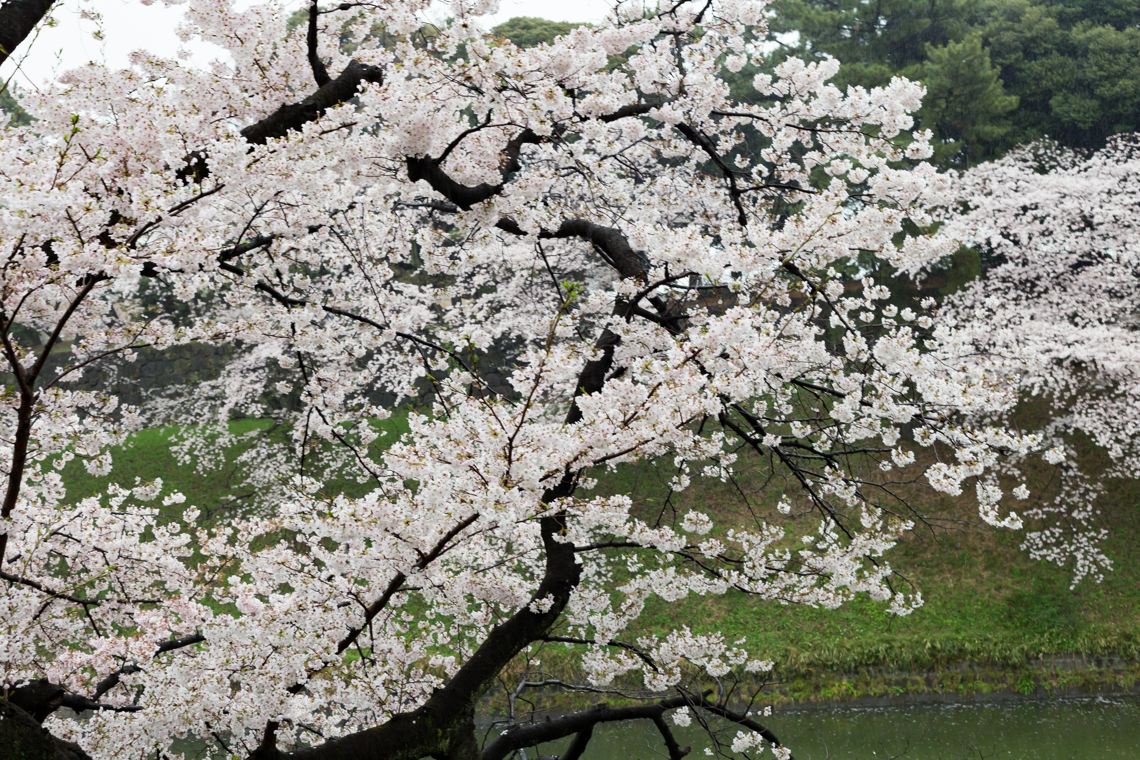 Pohon sakura mekar di dekat kolam