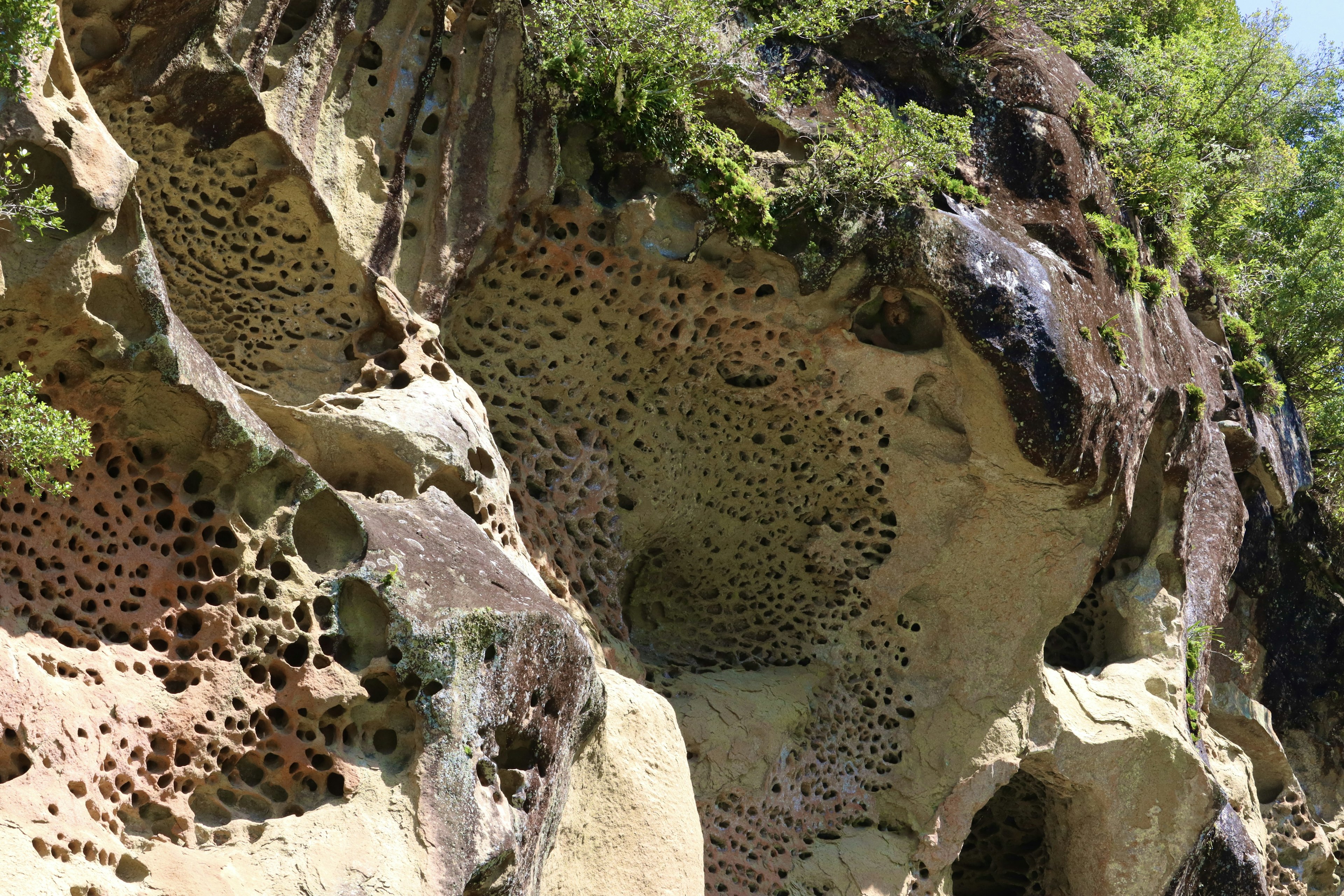 Einzigartige durchlöcherte Felswand mit grüner Vegetation