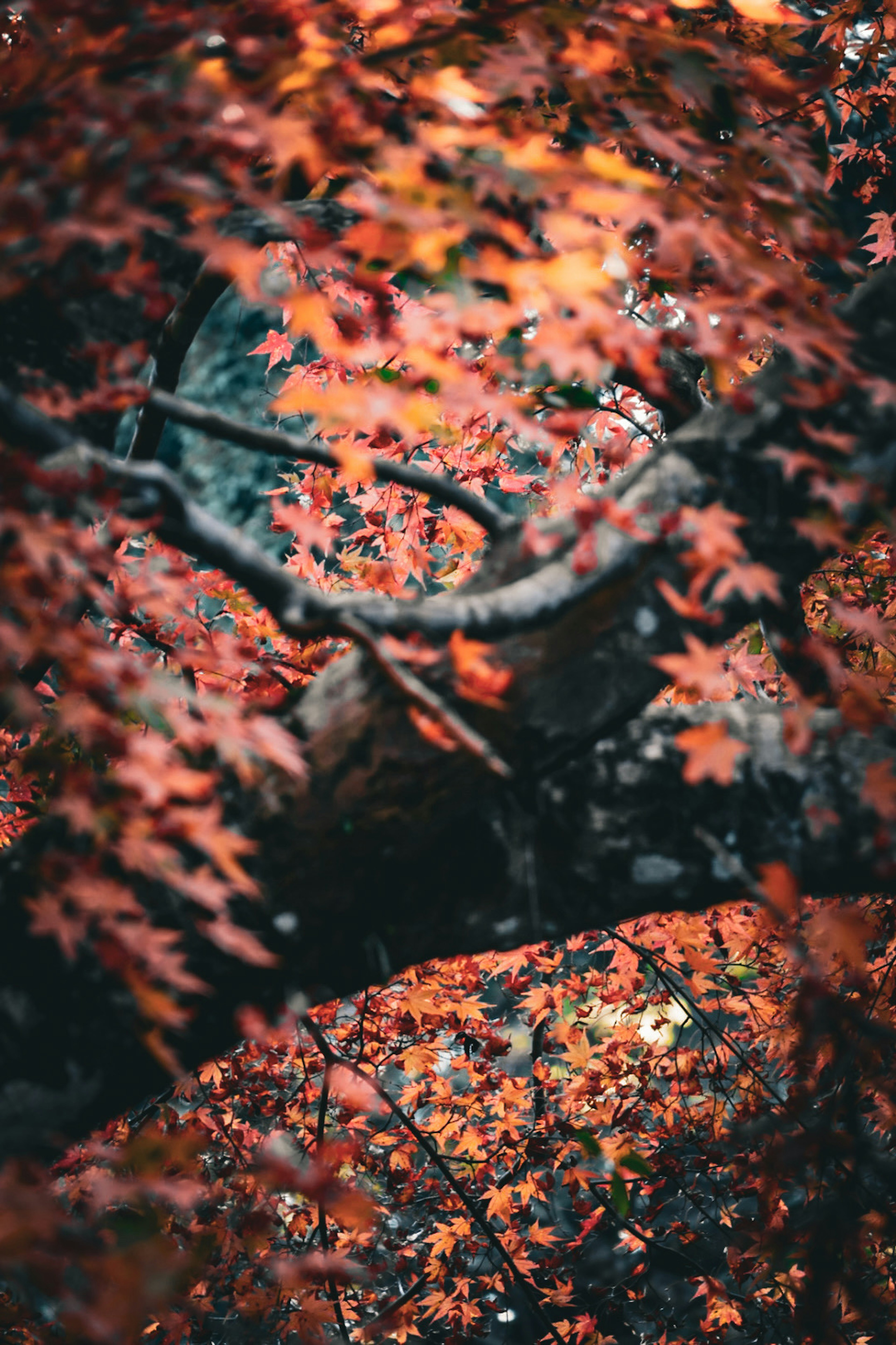 秋の紅葉に囲まれた岩の風景