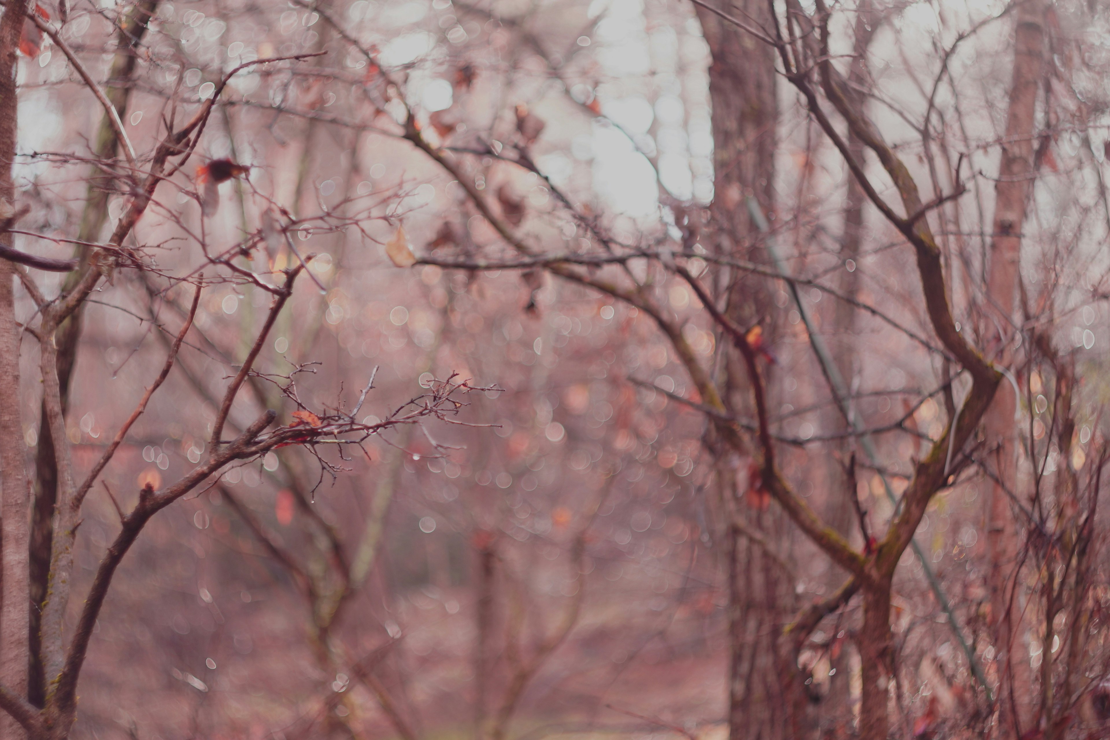 Árboles desnudos y hojas secas en un bosque brumoso