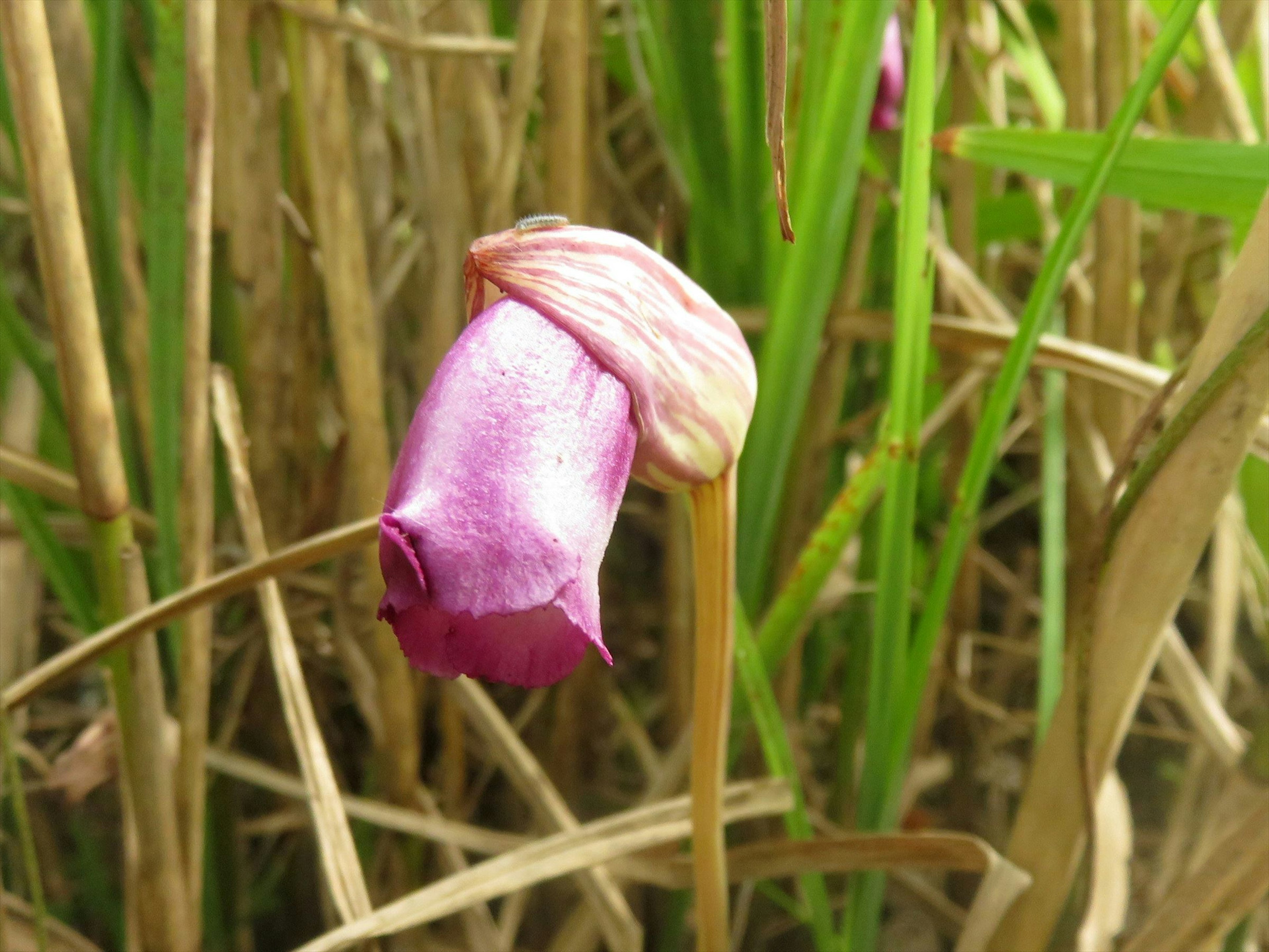 Violetter Blütenknospe im grünen Gras