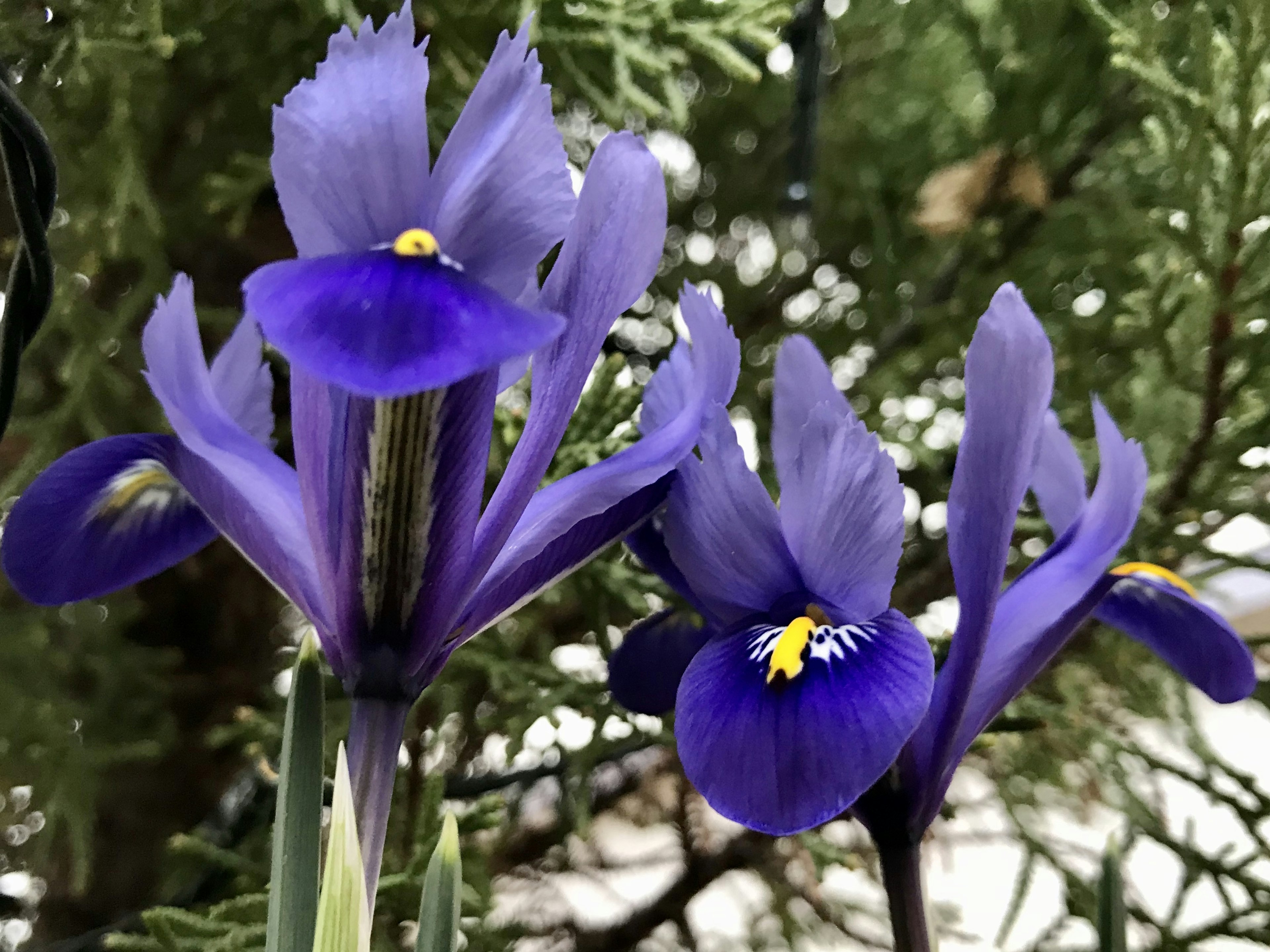 鮮豔的紫色鳶尾花在花園中盛開